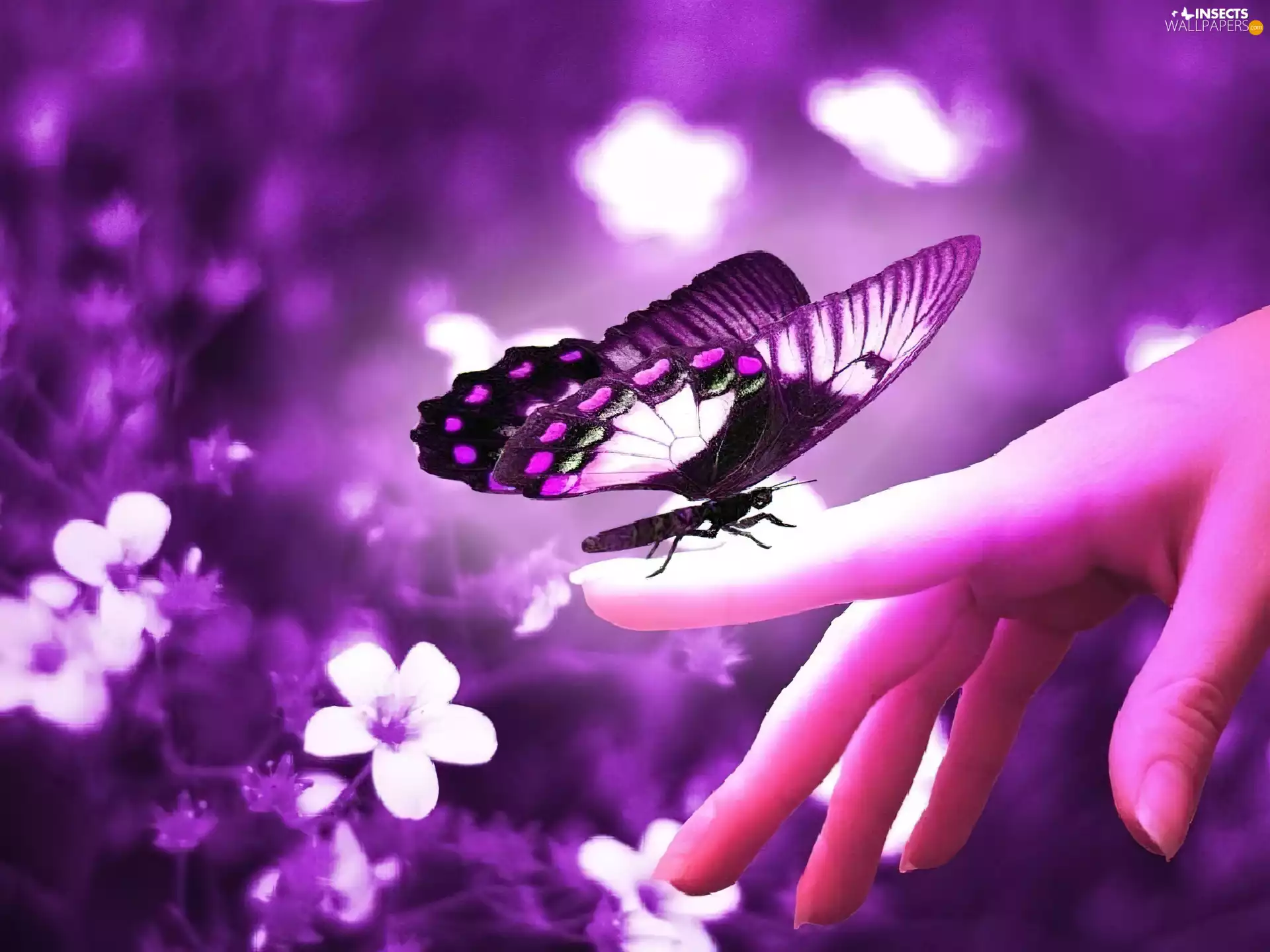 Flowers, butterfly, hand