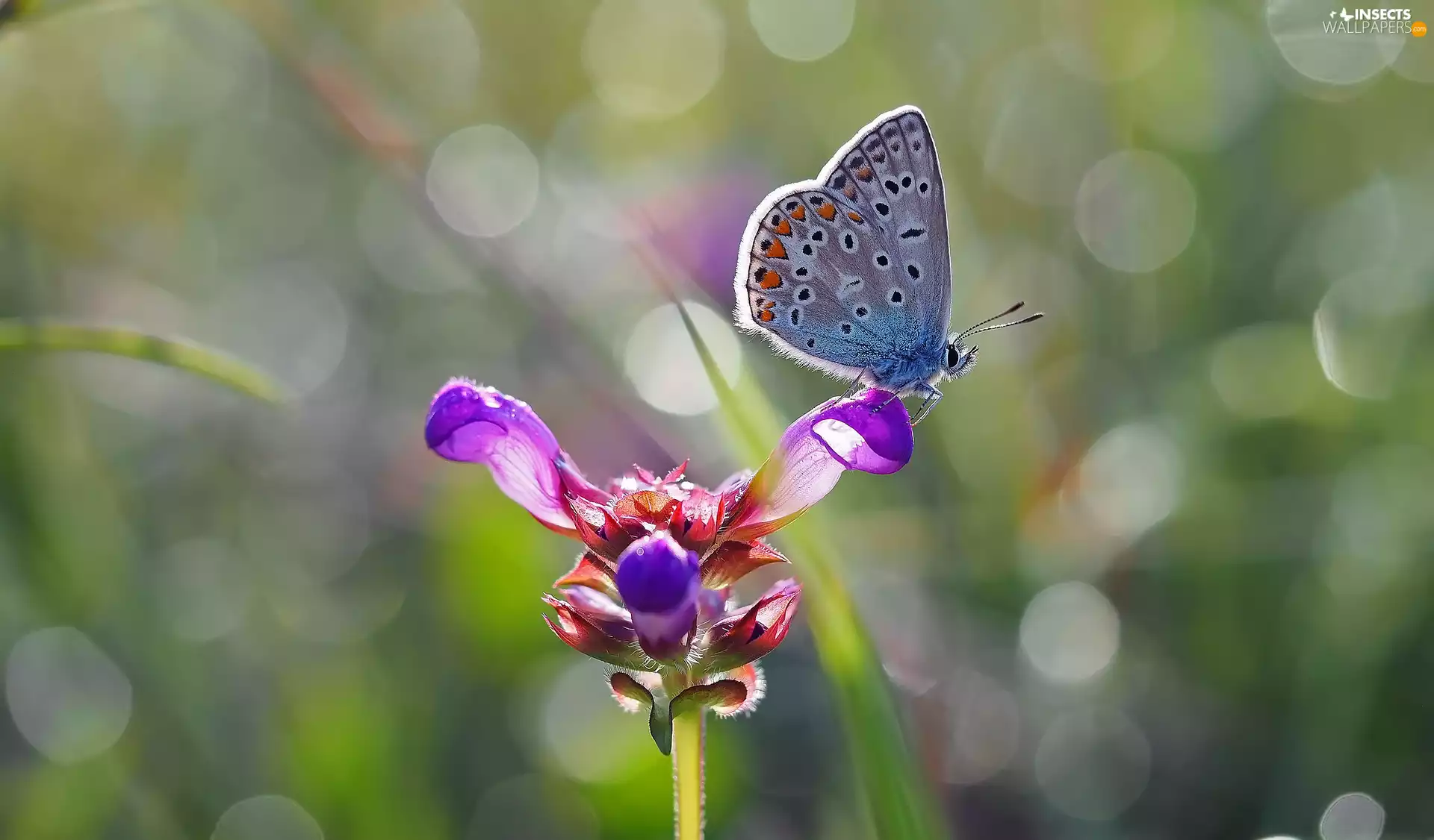 butterfly, Violet, Colourfull Flowers, Dusky Icarus
