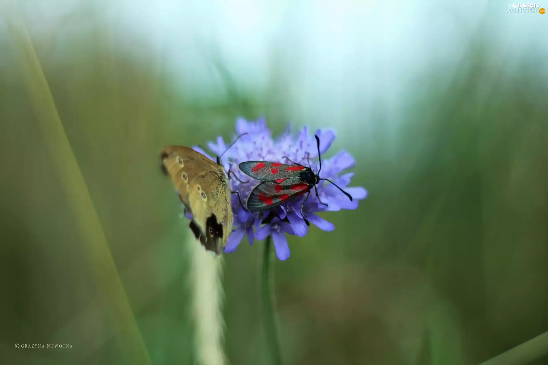 Colourfull Flowers, Insect, wings, butterfly