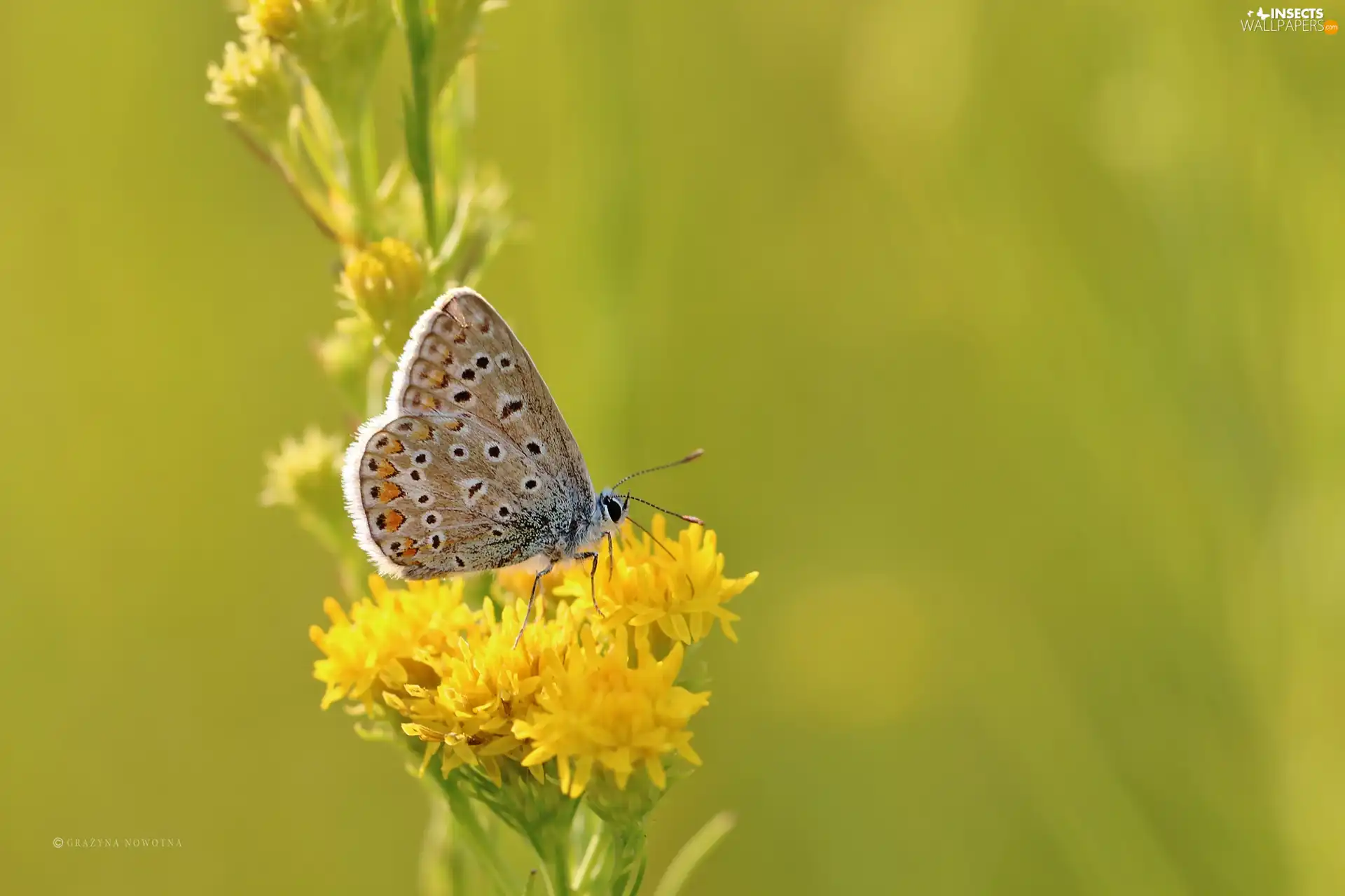 Flowers, Insect, Dusky, Yellow, butterfly