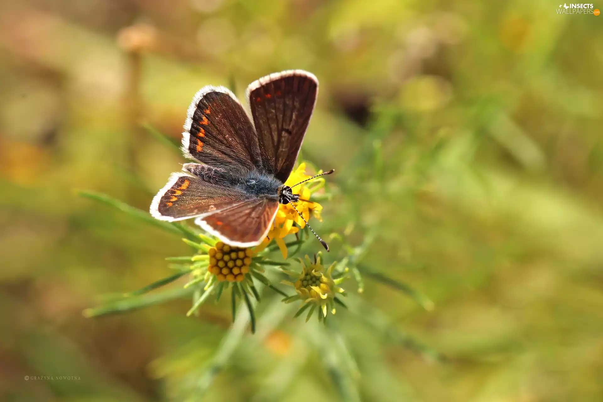 Flowers, butterfly, Insect