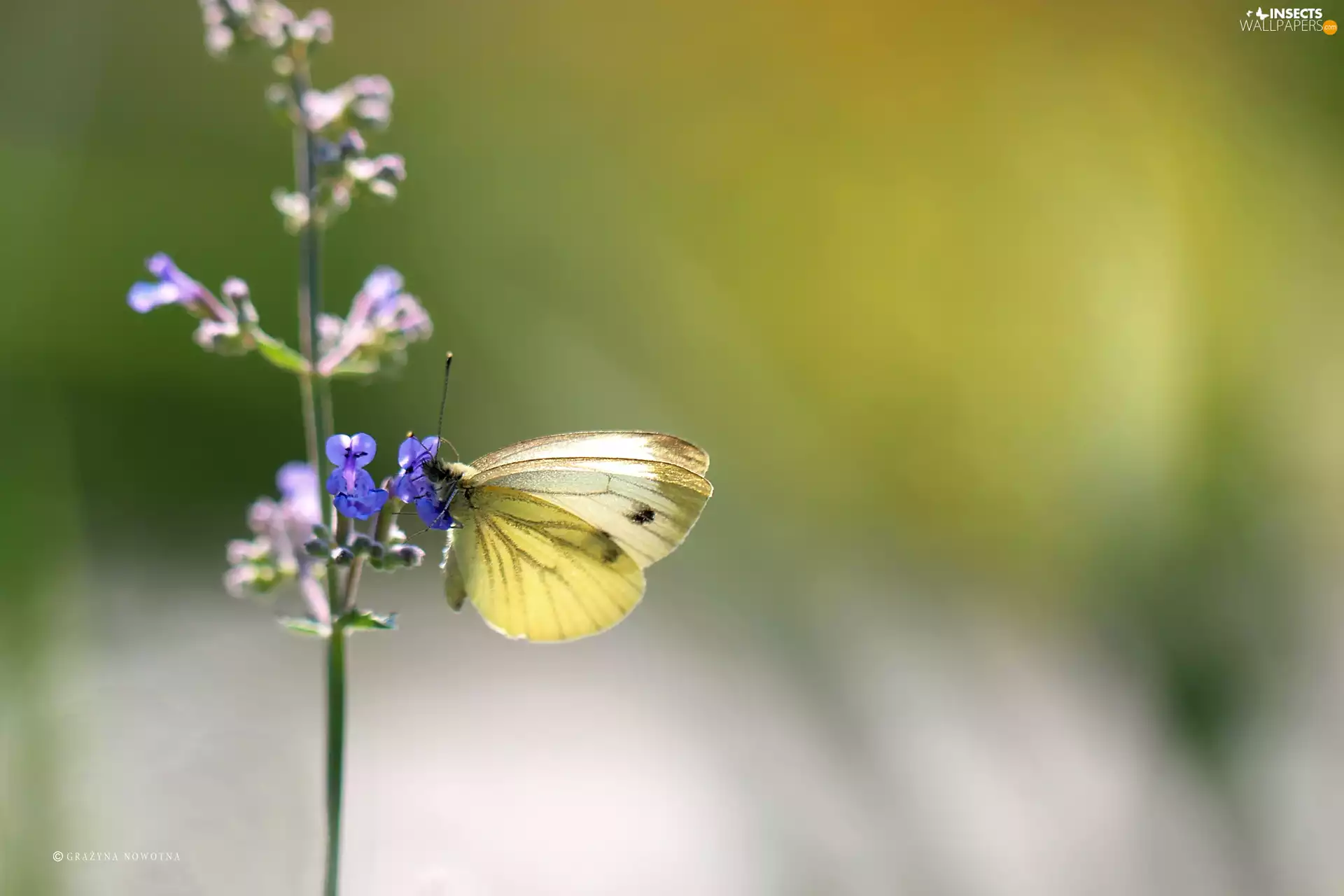 Insect, butterfly, Colourfull Flowers