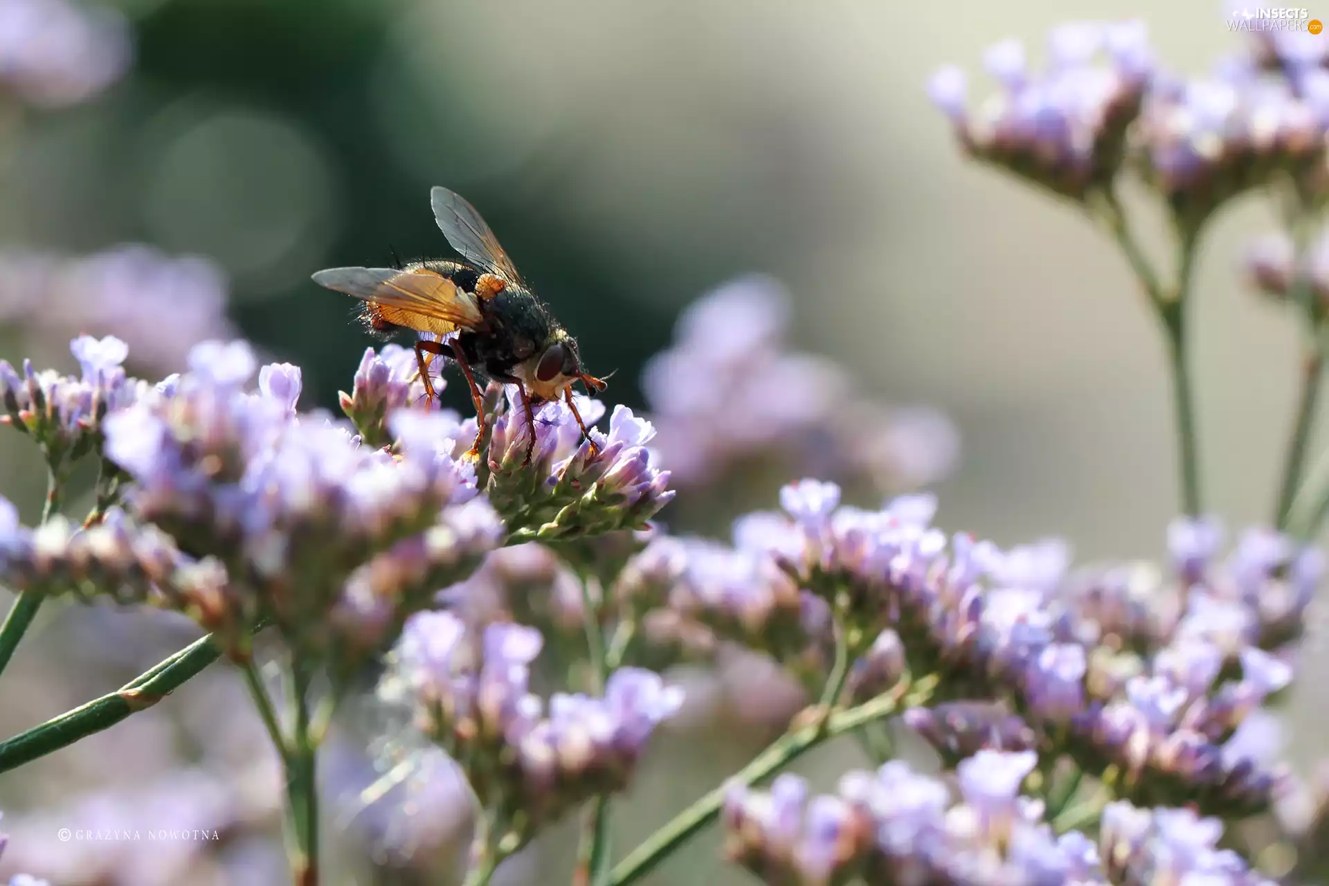 Flowers, fly, Insect