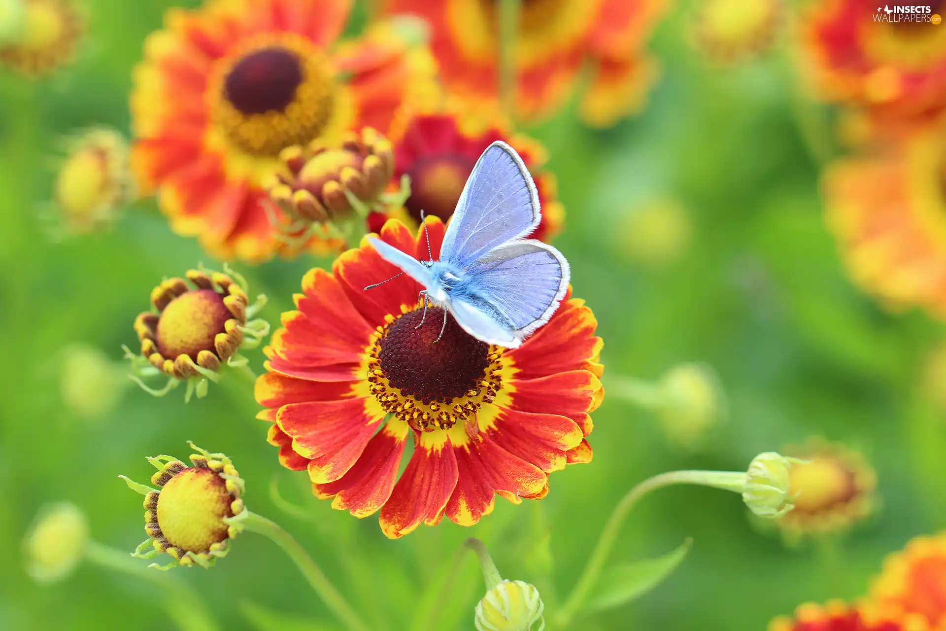 Dusky Icarus, Insect, Flowers, butterfly, Helenium Hybridum