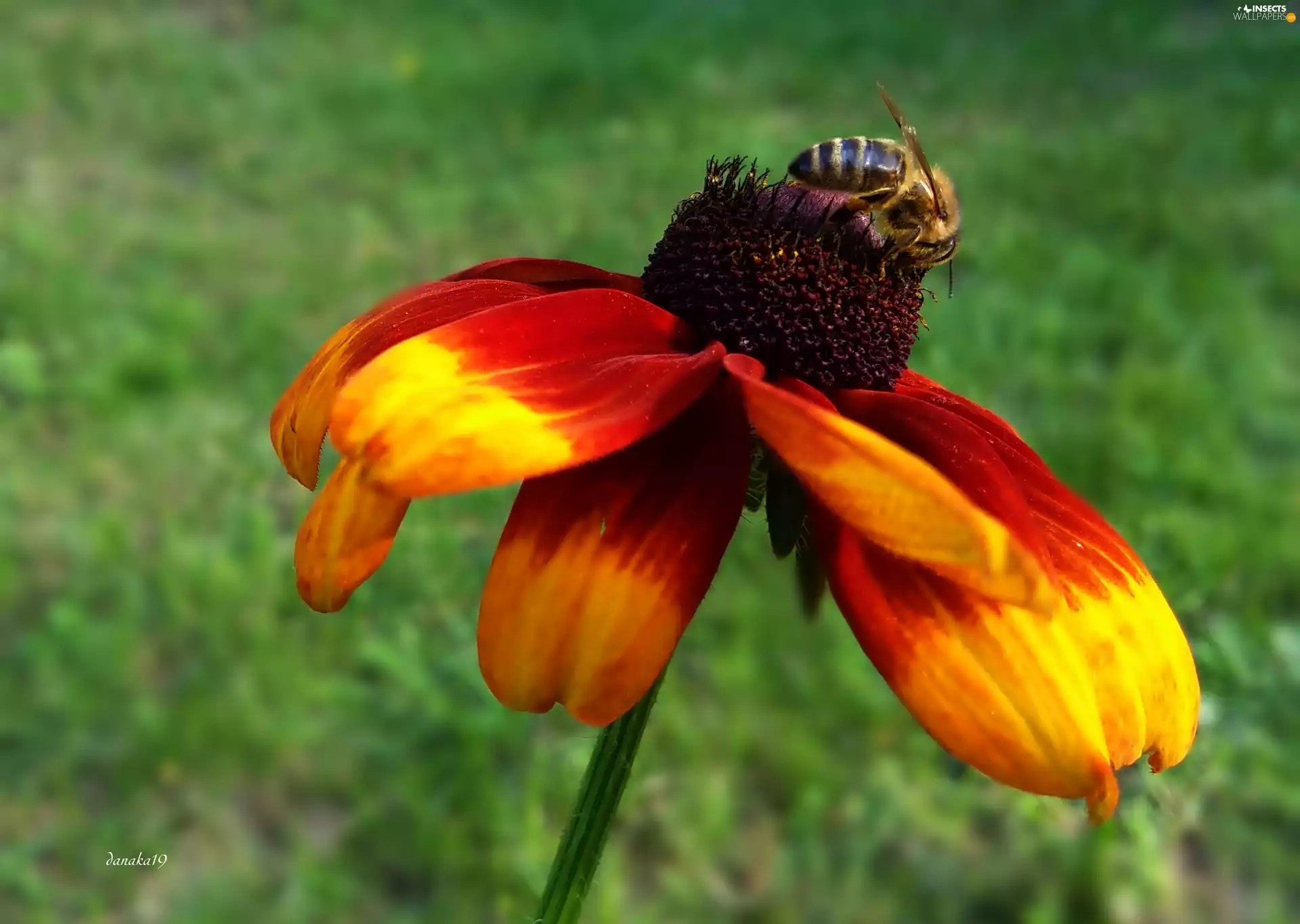 Colourfull Flowers, Insect, bee, Rudbeckia