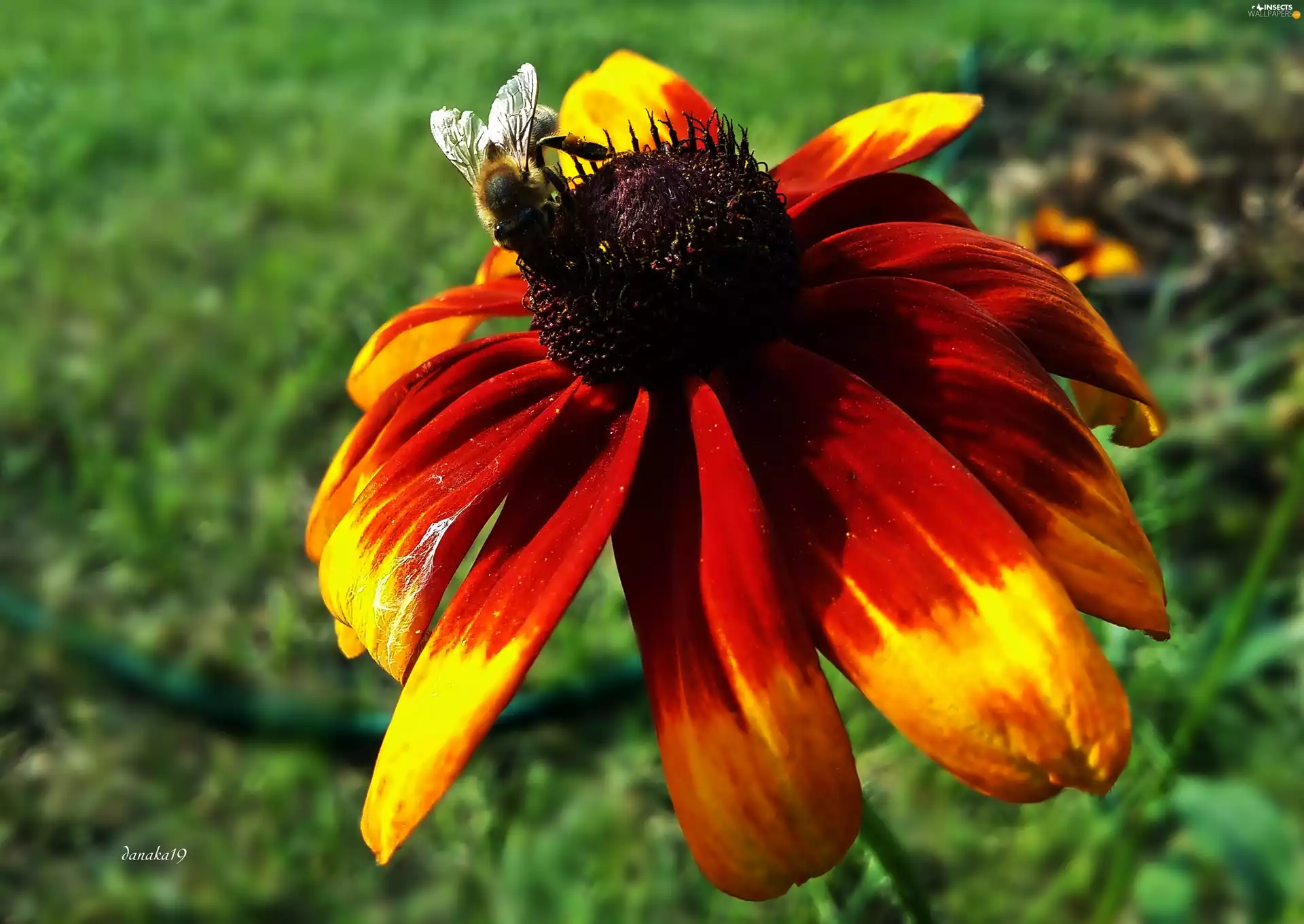 Colourfull Flowers, Insect, bee, Rudbeckia