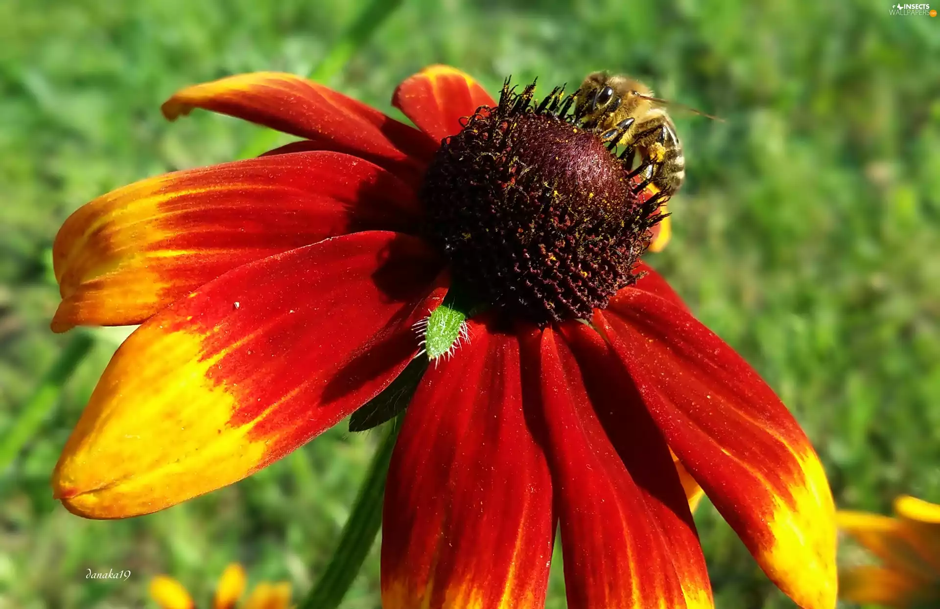 Colourfull Flowers, Insect, bee, Rudbeckia