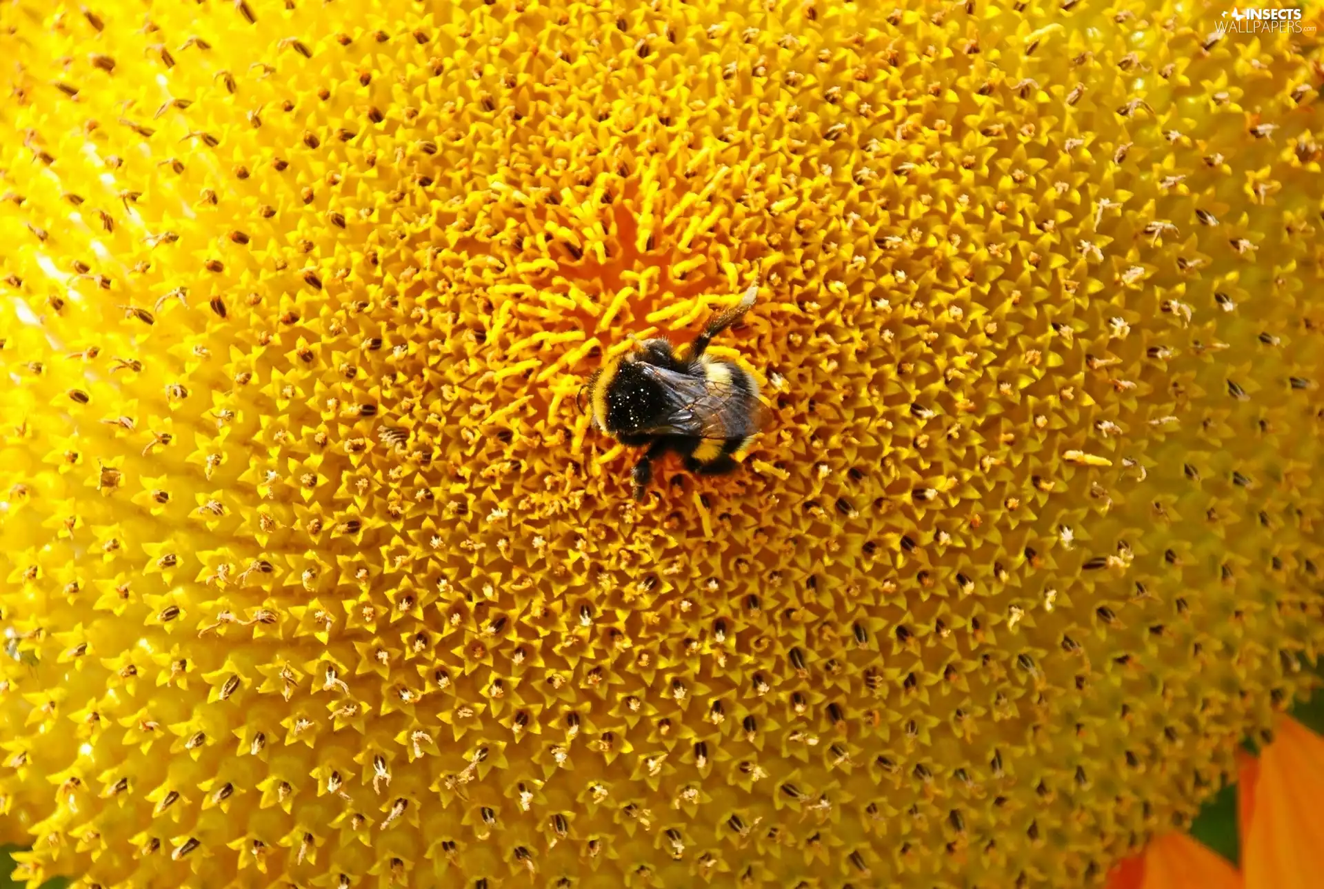 Colourfull Flowers, Insect, dumbledor, Sunflower