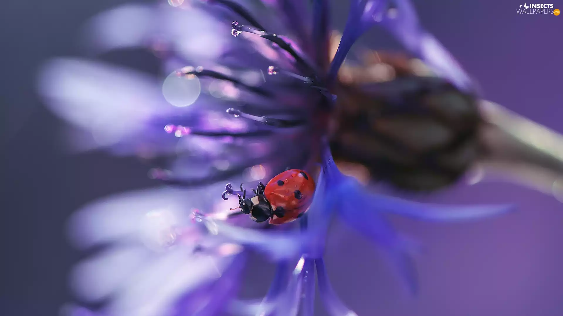 Colourfull Flowers, ladybird, Close, Chaber