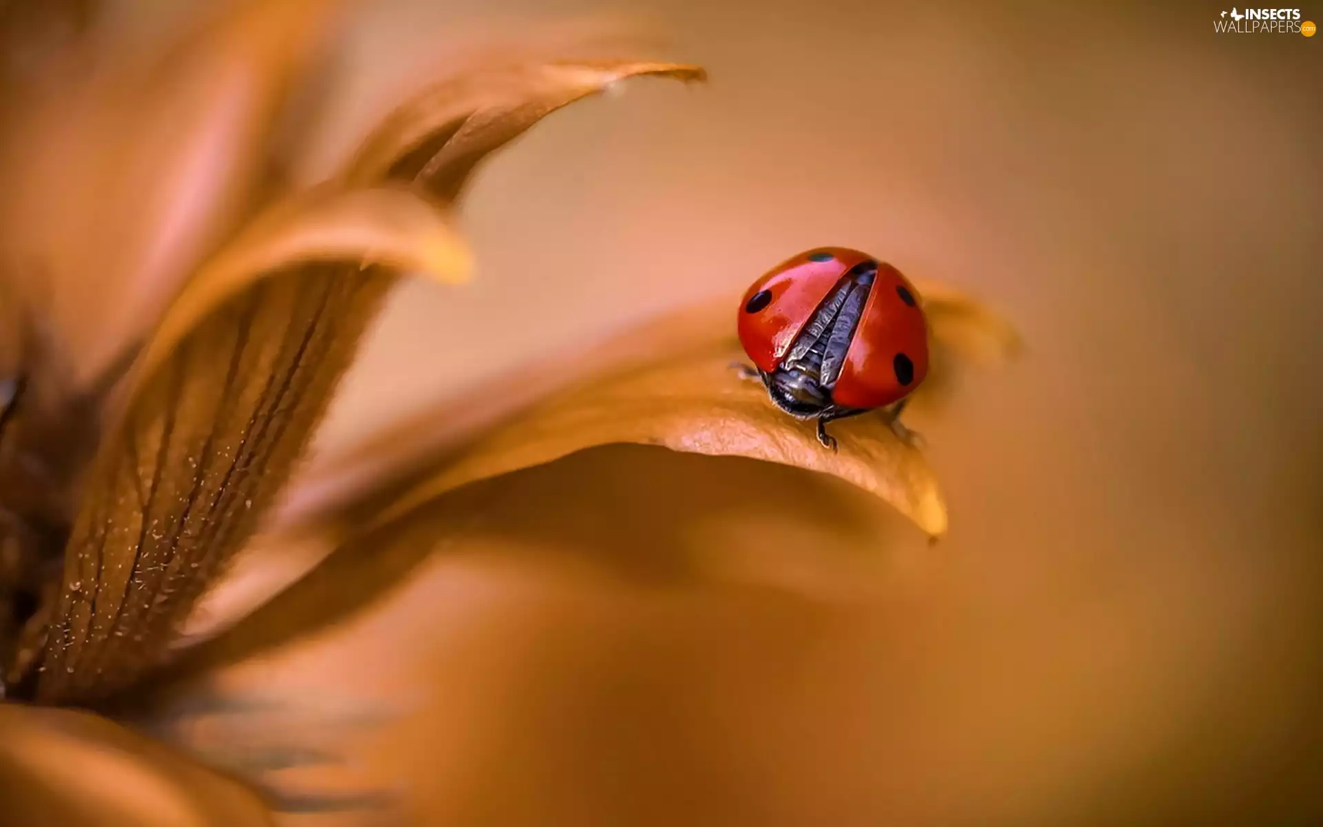 ladybird, Close, Colourfull Flowers