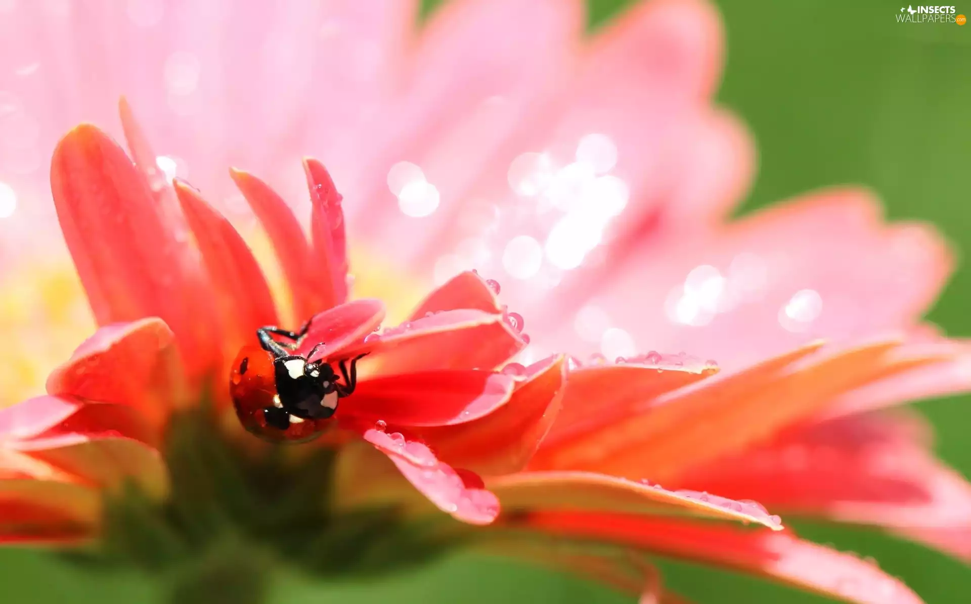 ladybird, Red, Colourfull Flowers