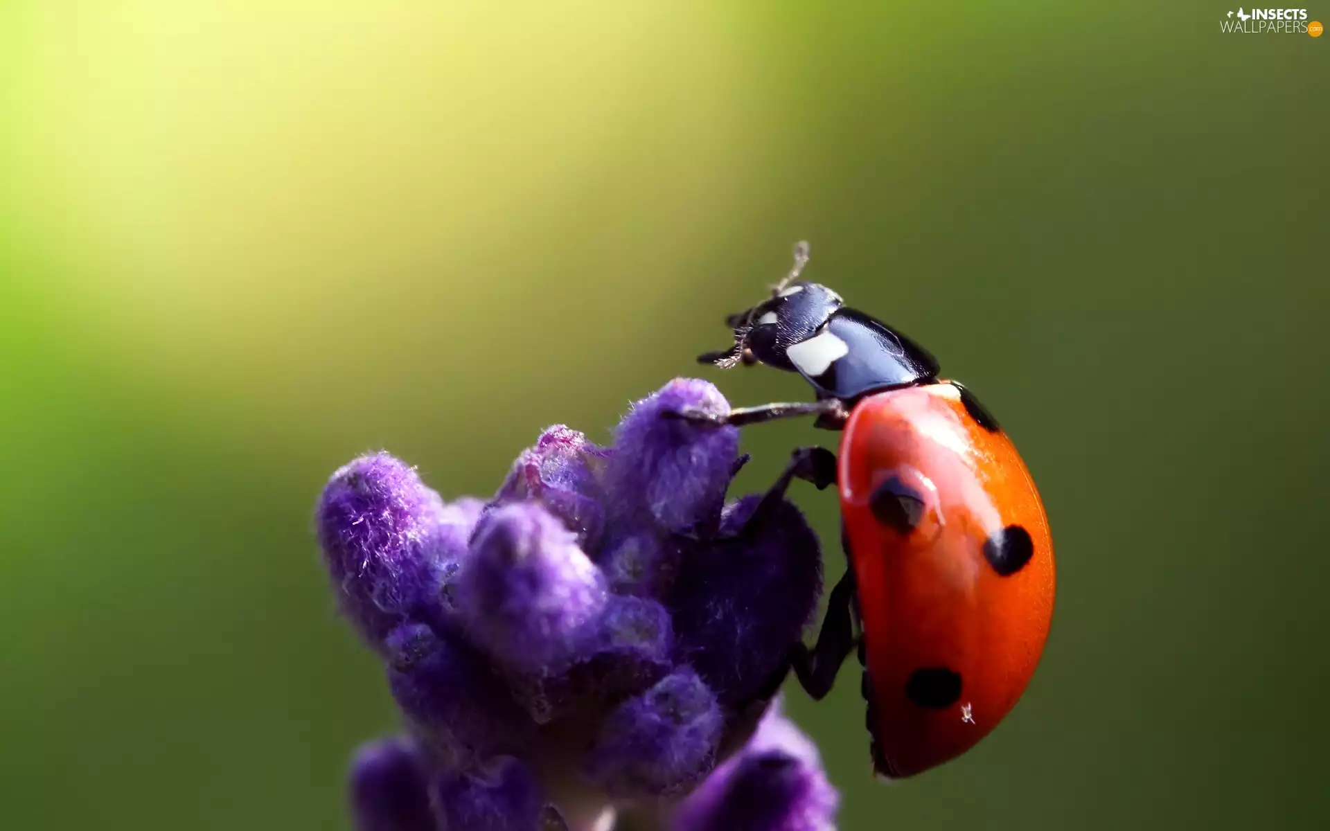 ladybird, Violet, Colourfull Flowers