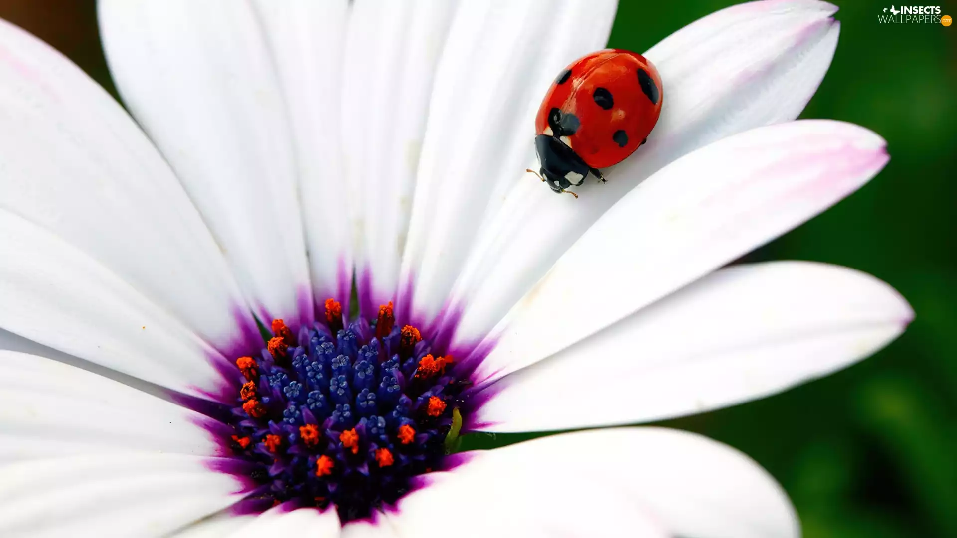 ladybird, White, Colourfull Flowers