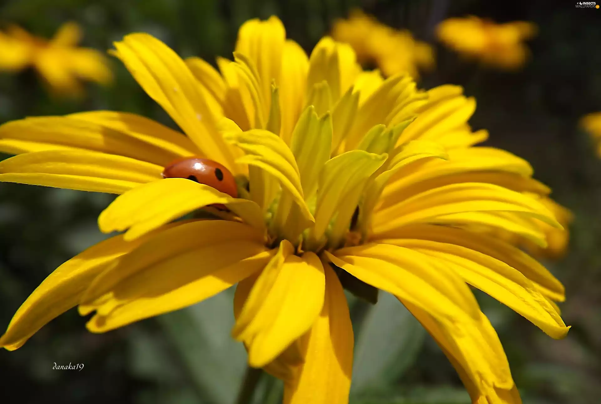 ladybird, Yellow, Colourfull Flowers