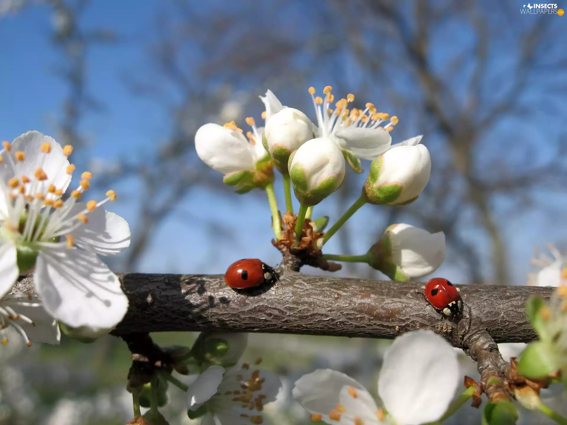 ladybugs, twig, Colourfull Flowers