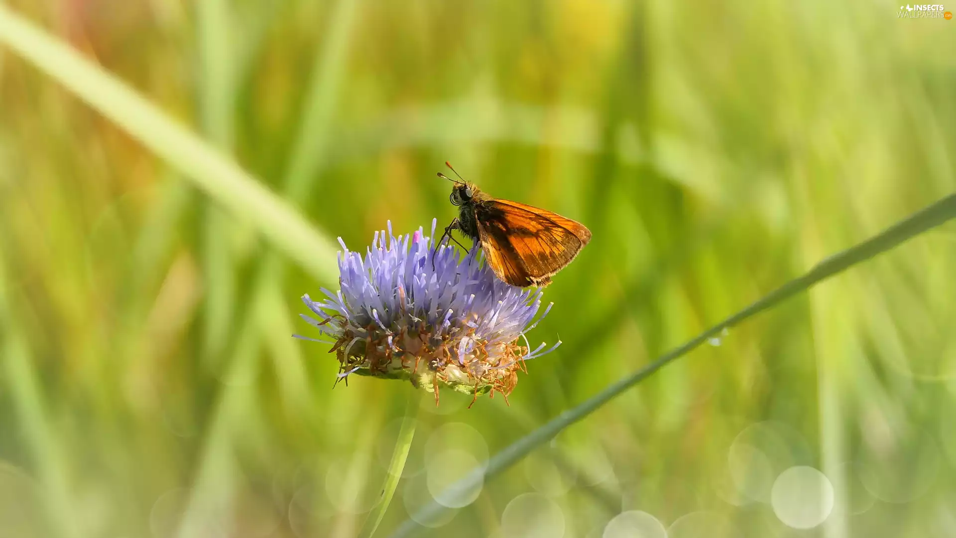 Colourfull Flowers, Large Skipper, butterfly