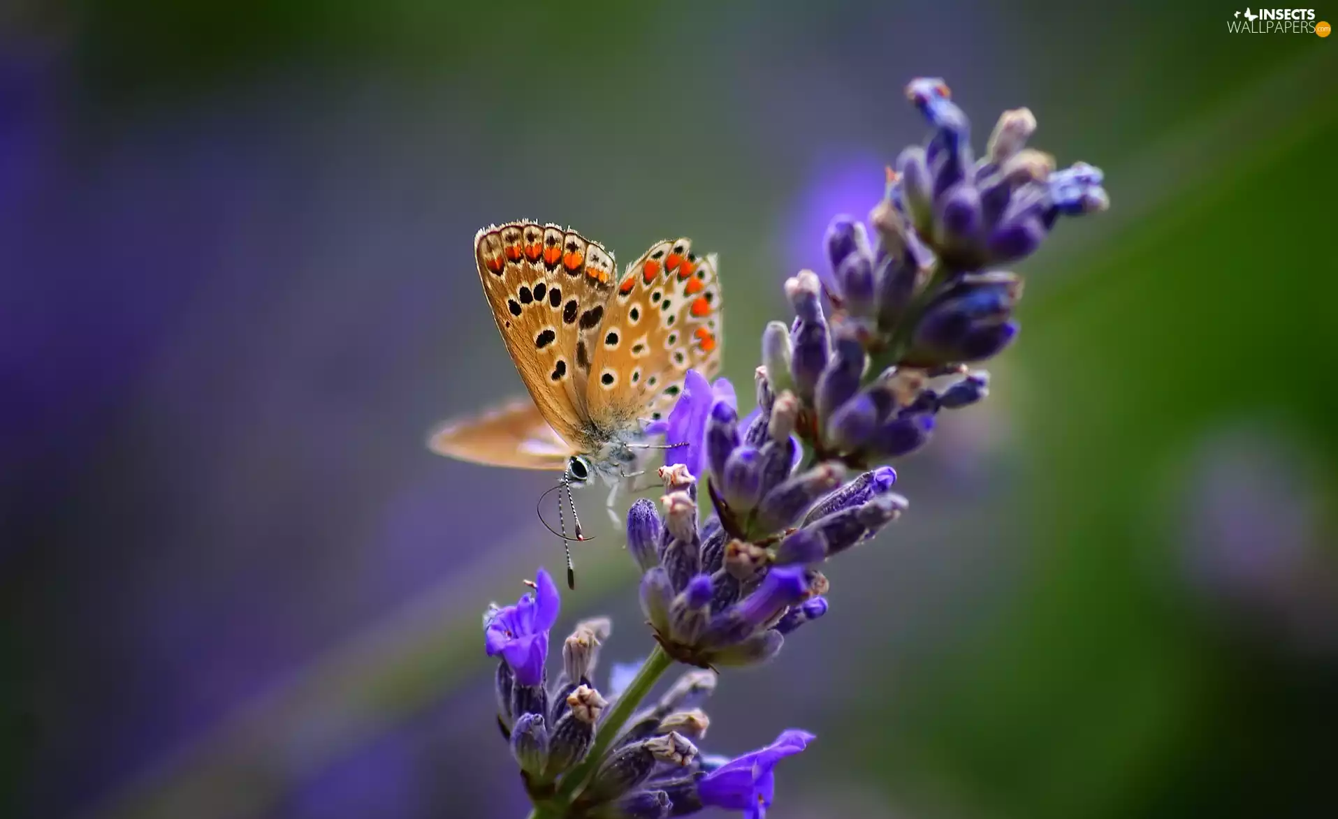 lavender, butterfly, Colourfull Flowers