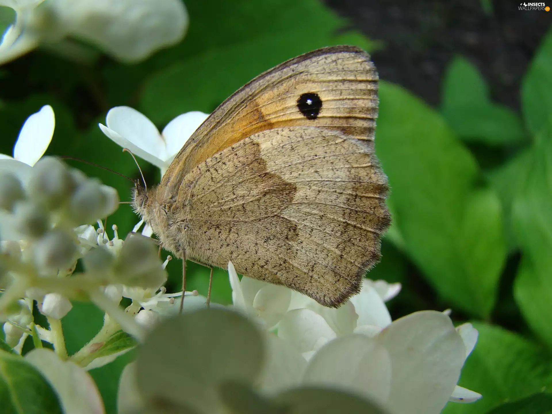 lilac, butterfly, Colourfull Flowers