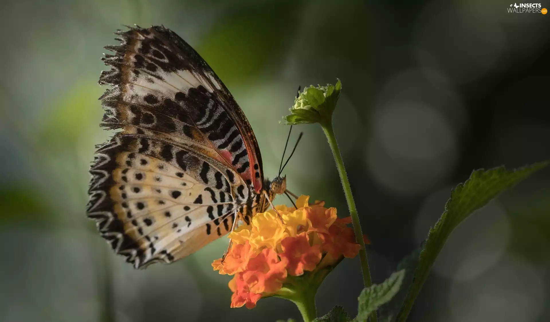 butterfly, Orange, Colourfull Flowers, Euthalia lubentina