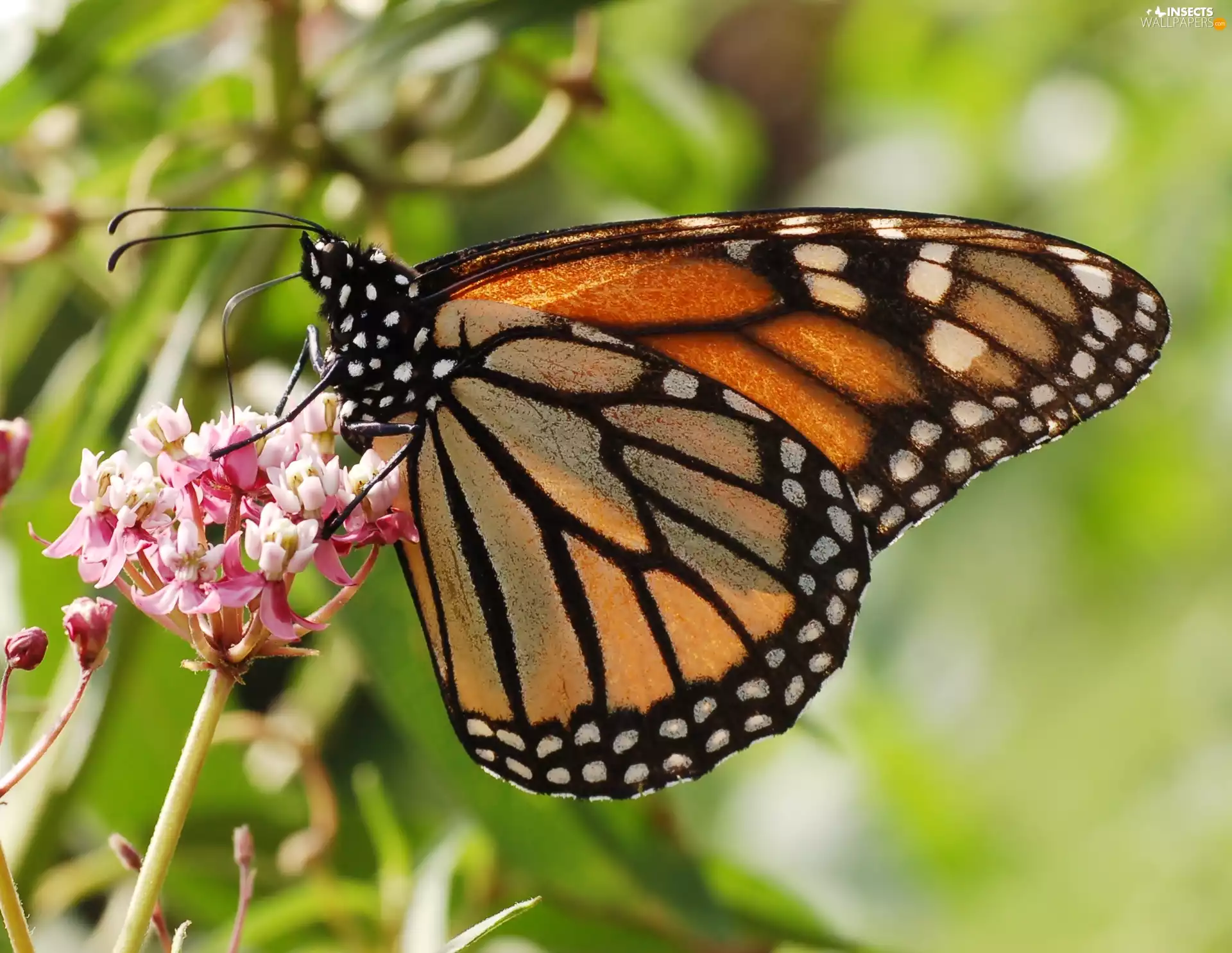 Flowers, butterfly, Monarch