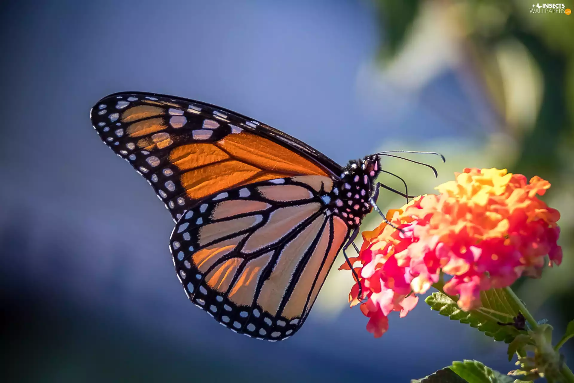 Monarch Butterfly, Colourfull Flowers