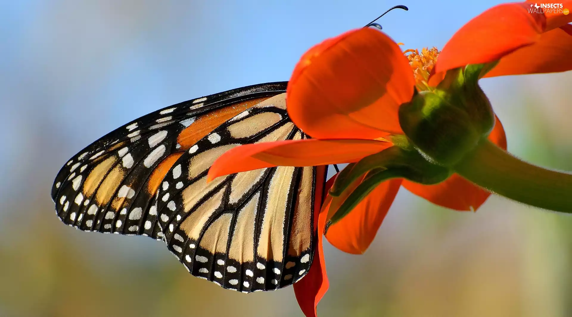 Colourfull Flowers, Monarch Butterfly, Red