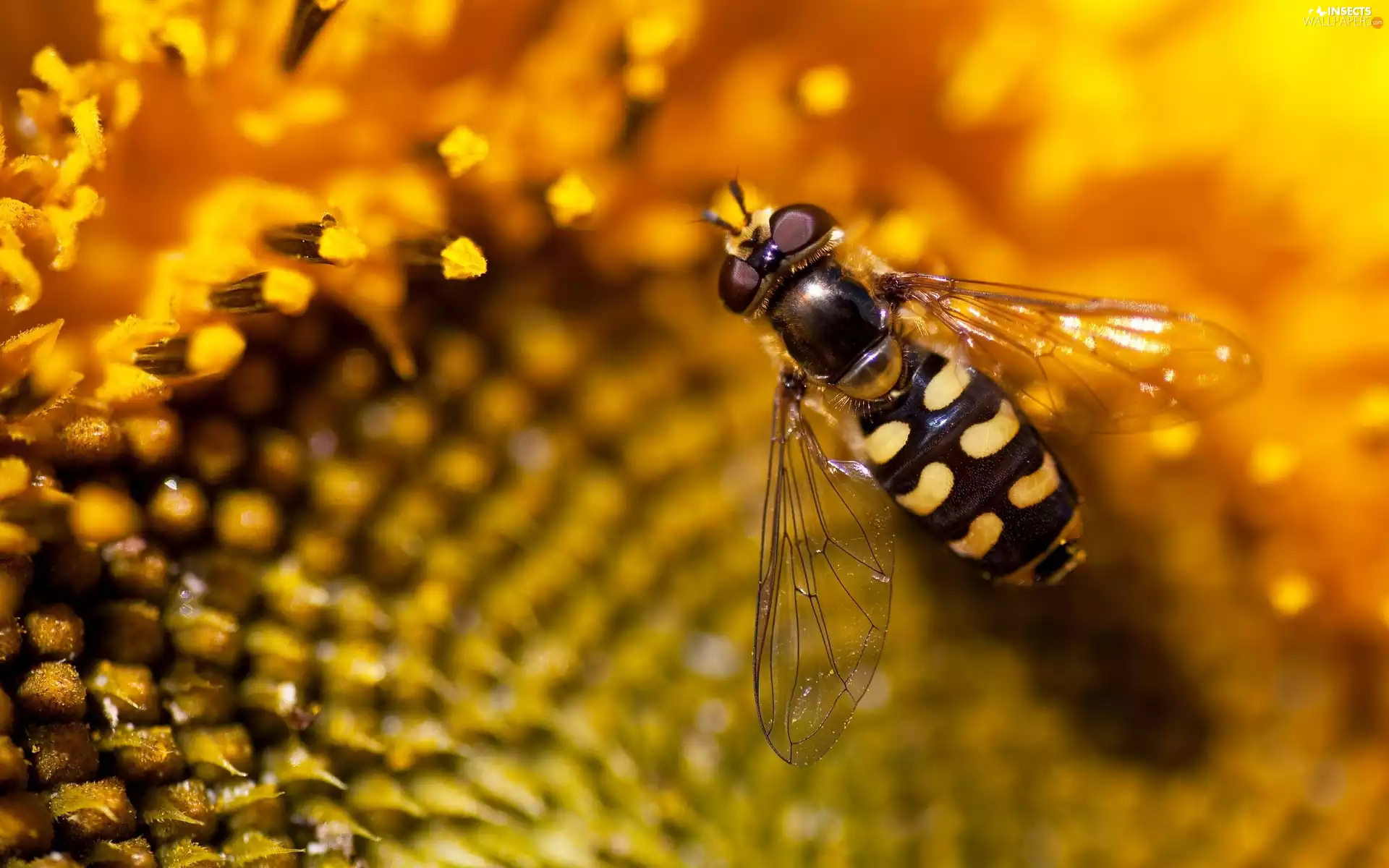 nectar, bee, Colourfull Flowers