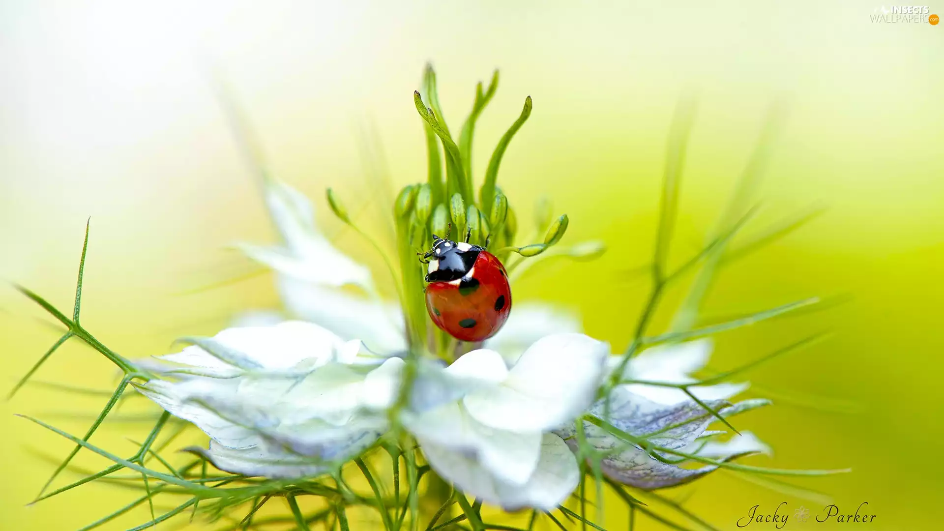 Nigella, ladybird, Colourfull Flowers