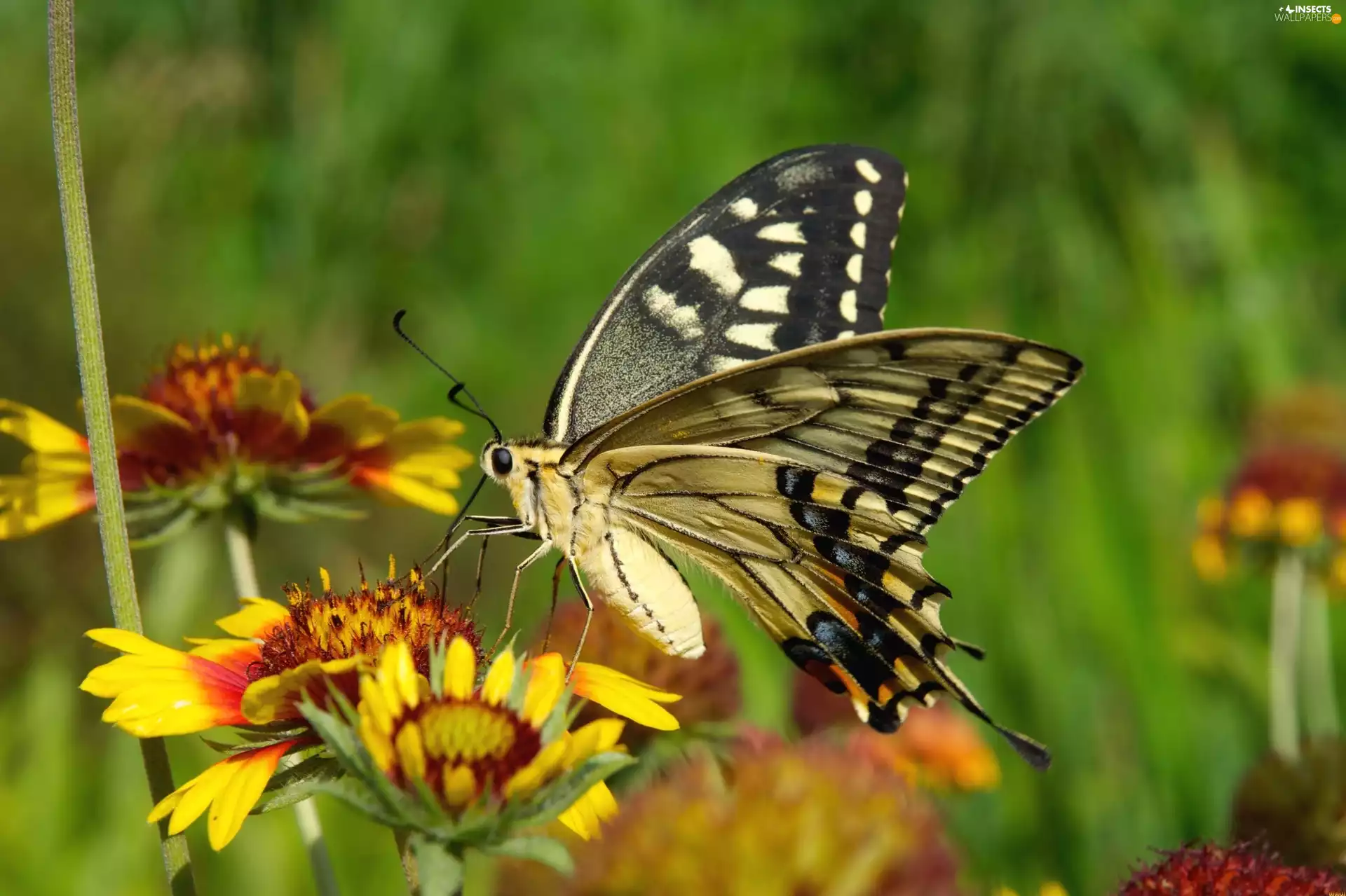 insects, Flowers, Oct Queen, butterfly