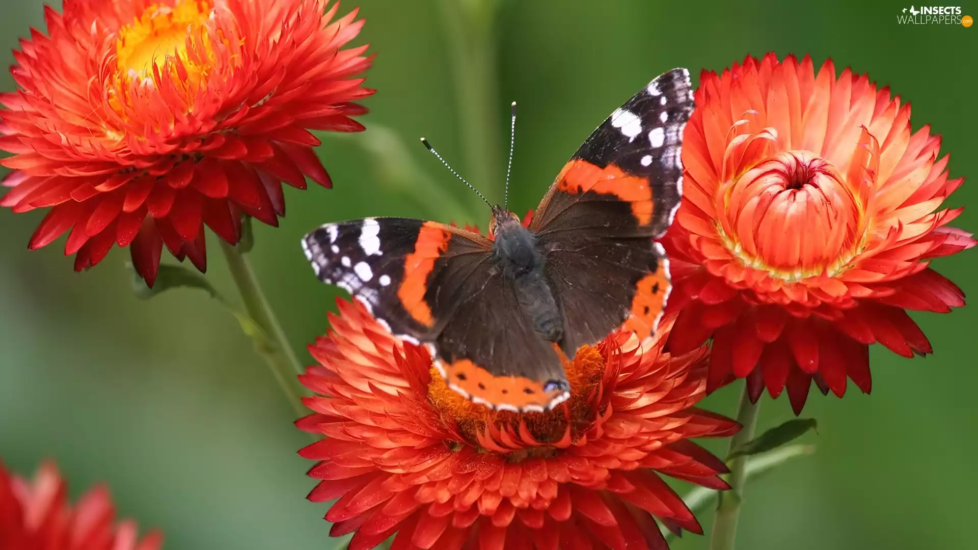 Orange, Beatyfull, butterfly, Flowers