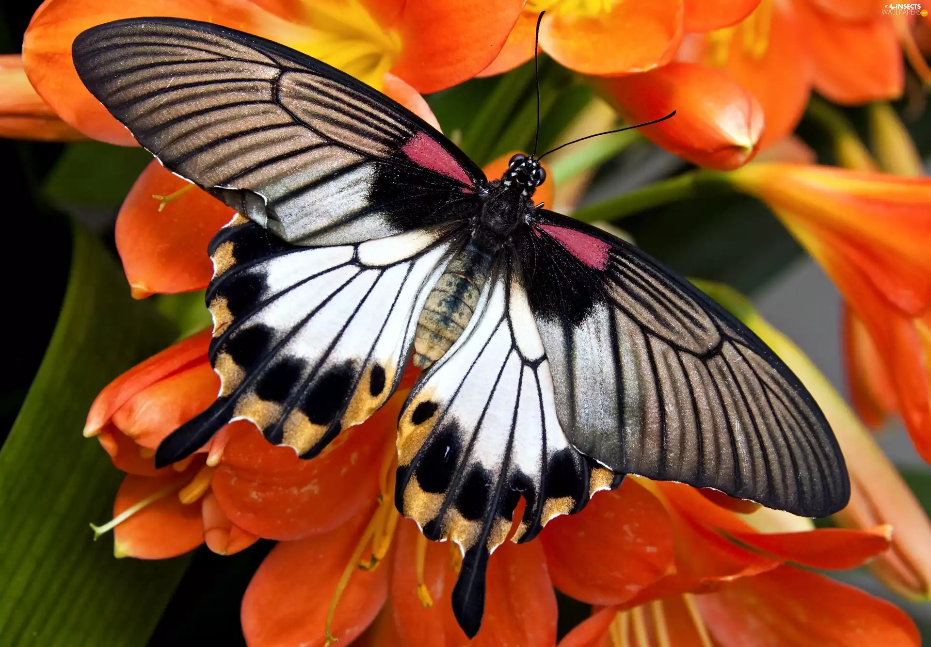 Flowers, butterfly, Orange