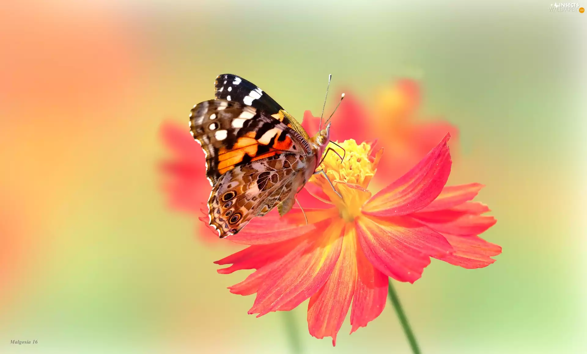 undine, Cardui, Colourfull Flowers, butterfly, Orange