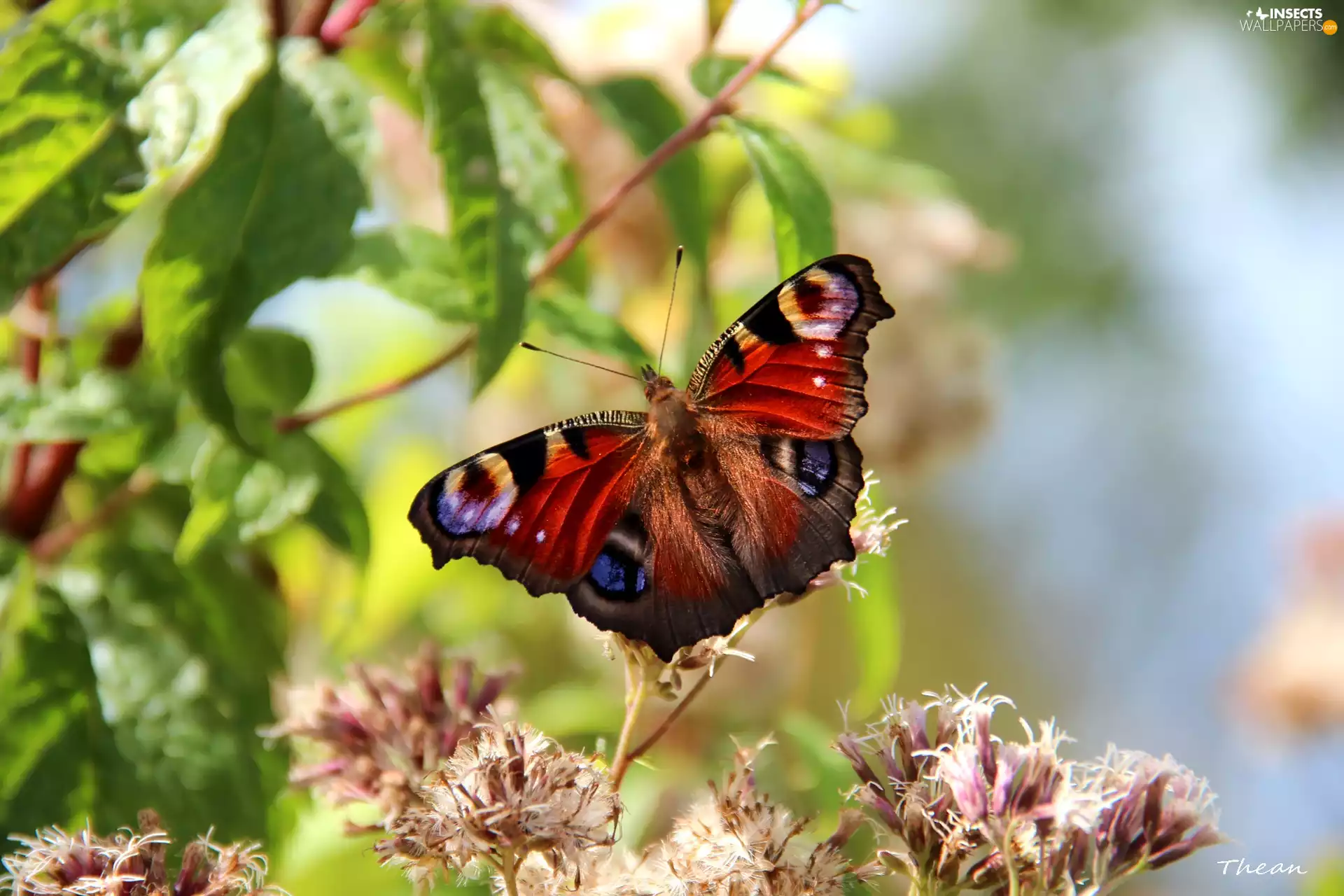 Flowers, butterfly, Peacock