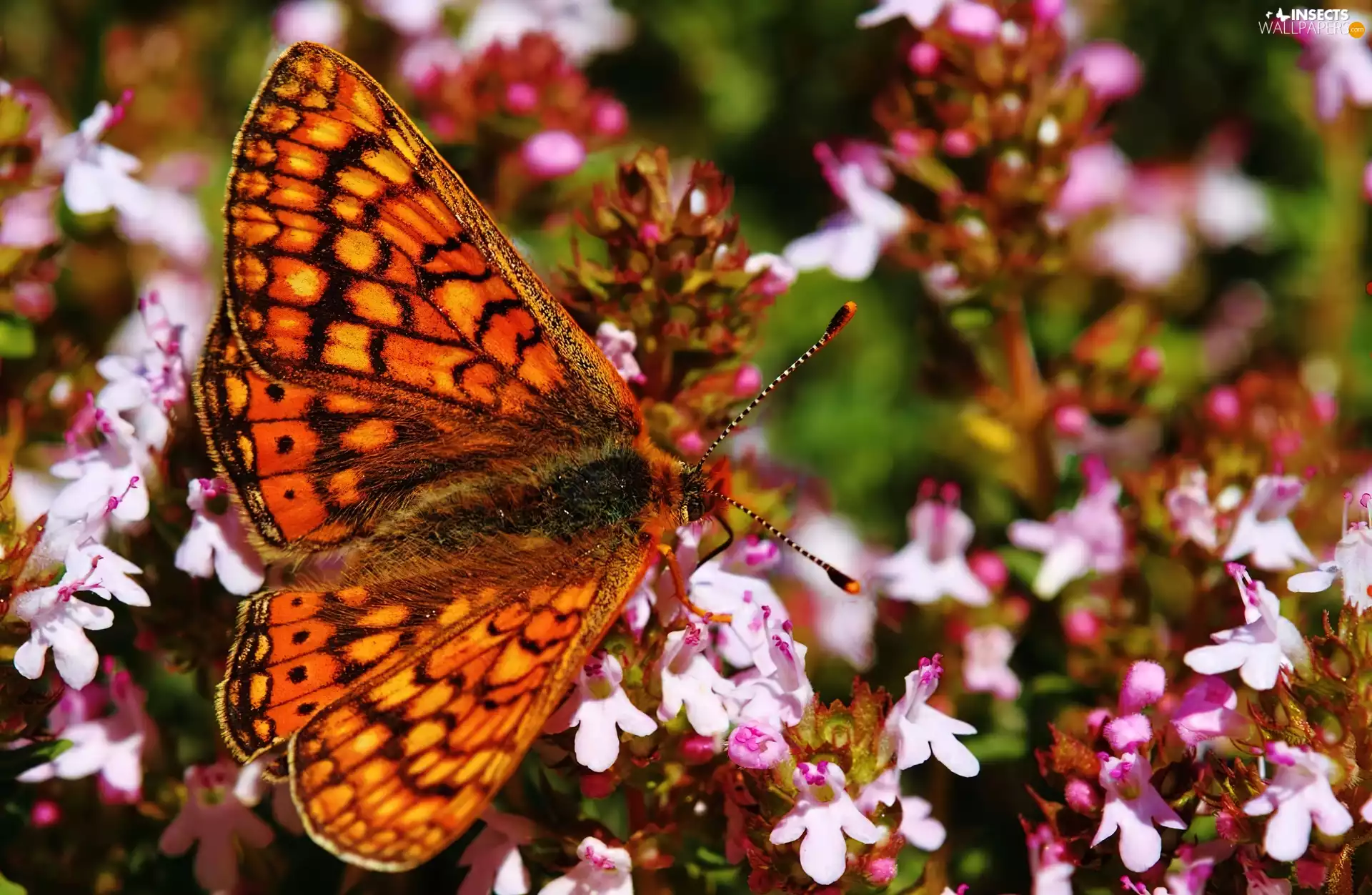 Flowers, butterfly, Pink