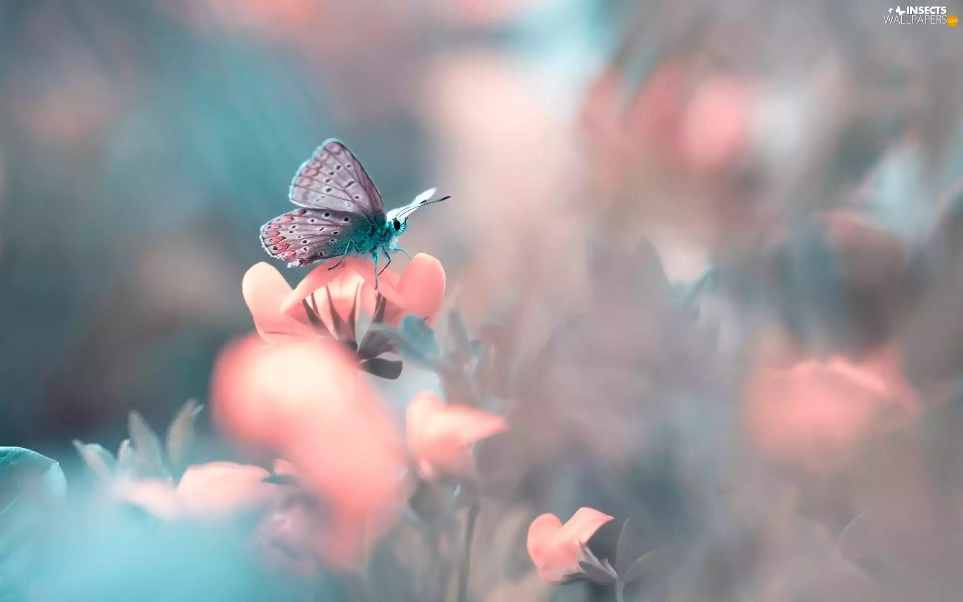 Pink, butterfly, Close, Flowers