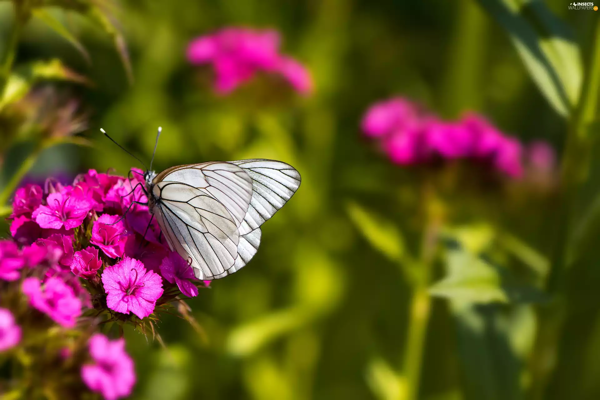 pink, butterfly, Colourfull Flowers