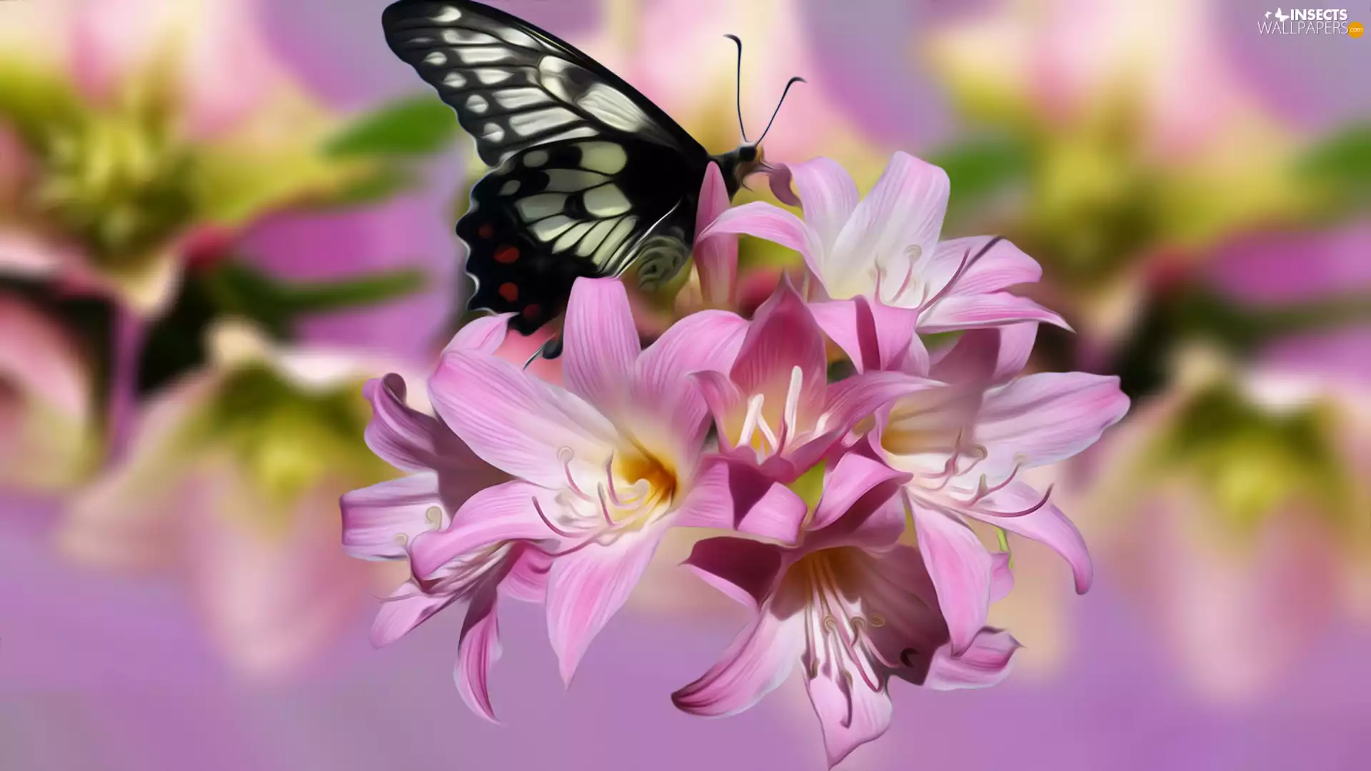 Pink, butterfly, graphics, Flowers