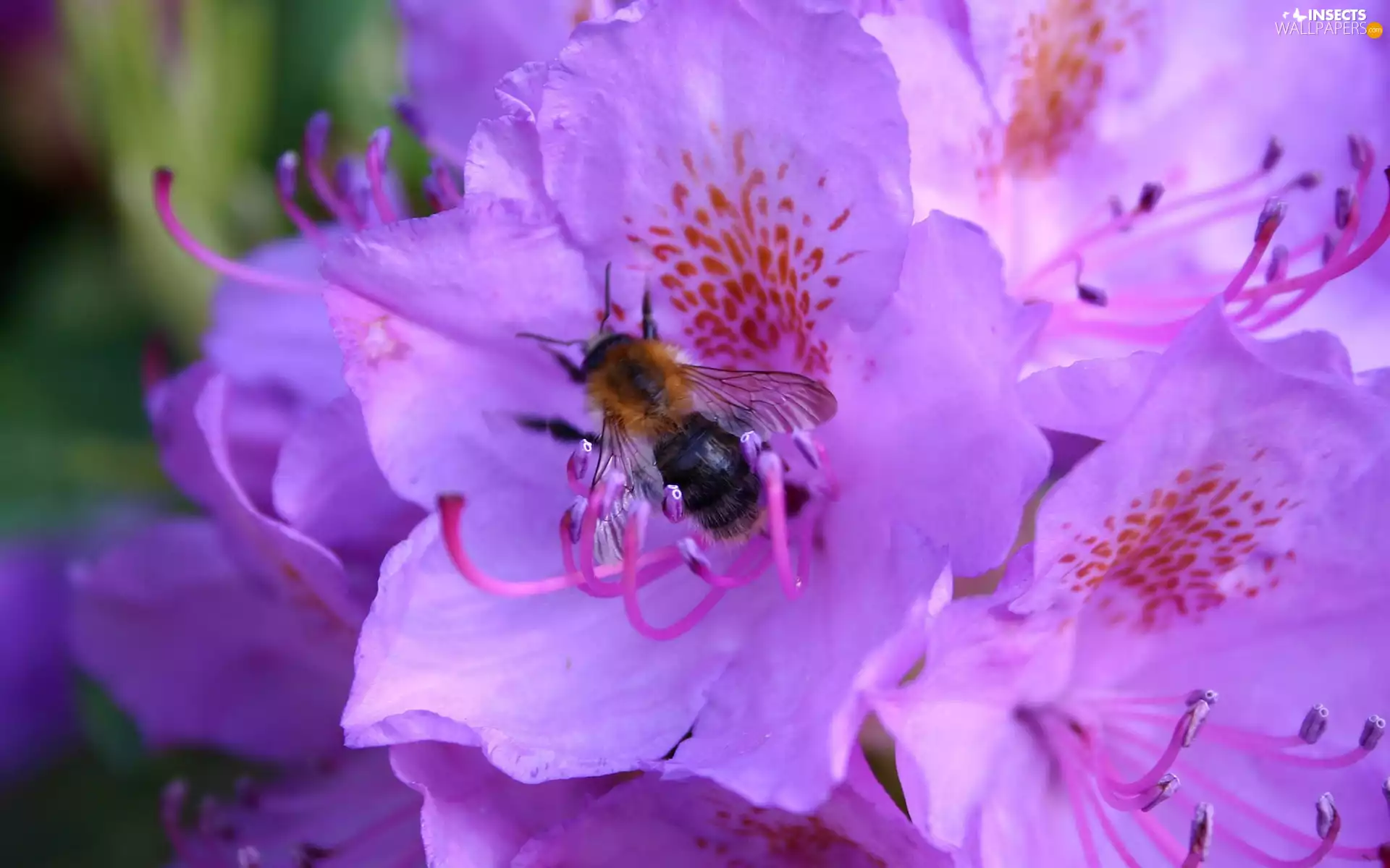 purple, rhododendron, bee, Flowers