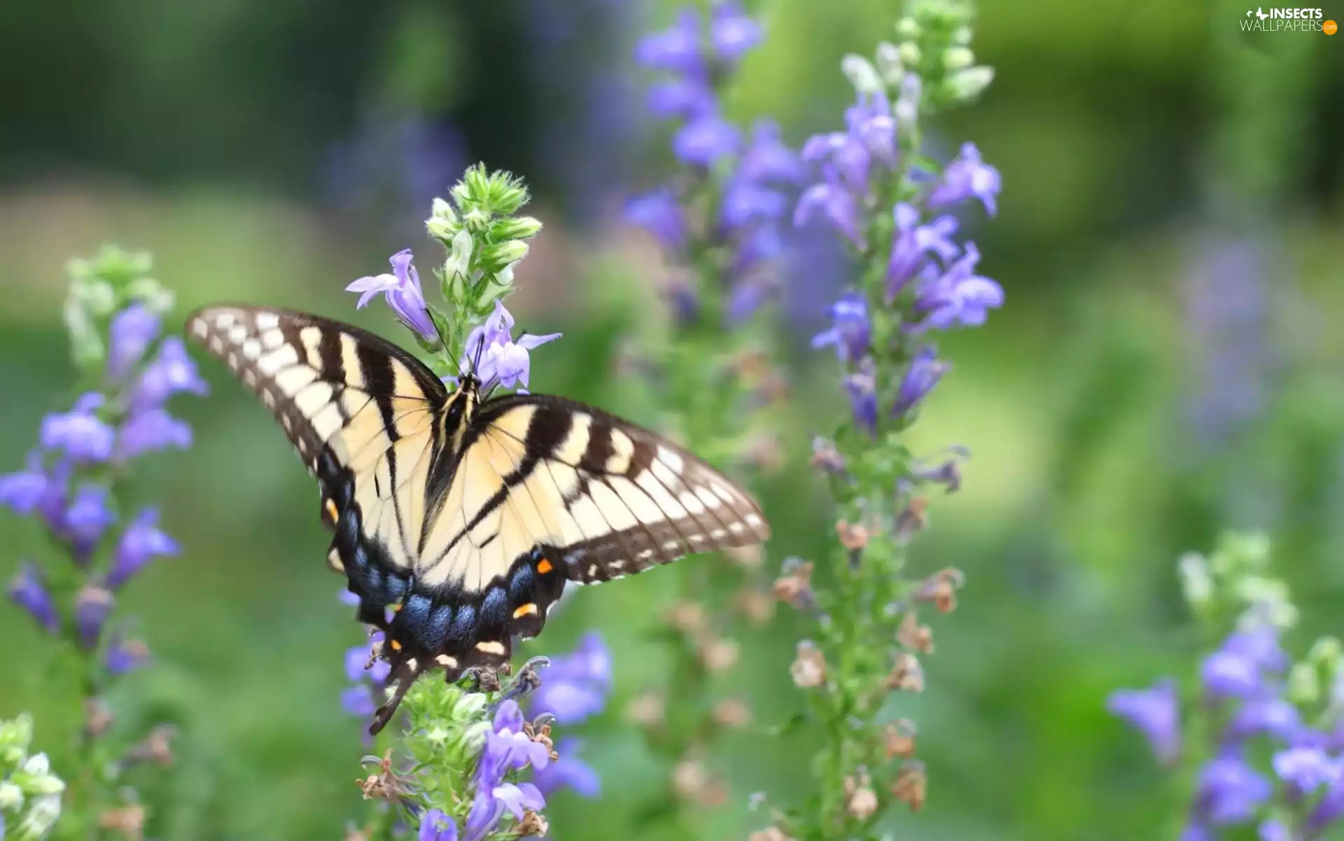 Flowers, butterfly, purple
