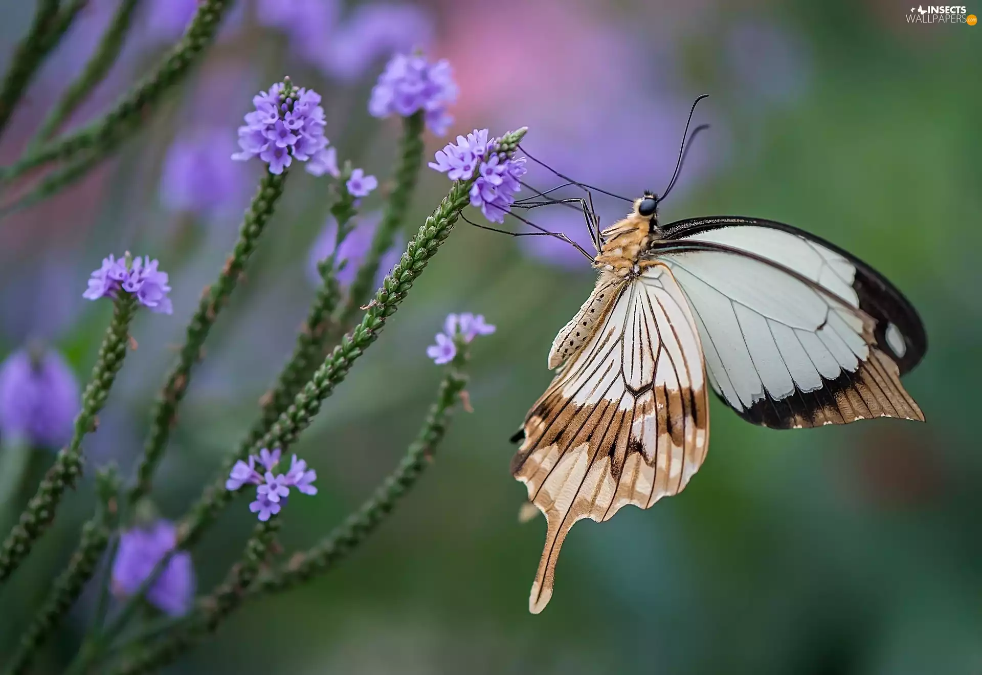 Flowers, butterfly, purple