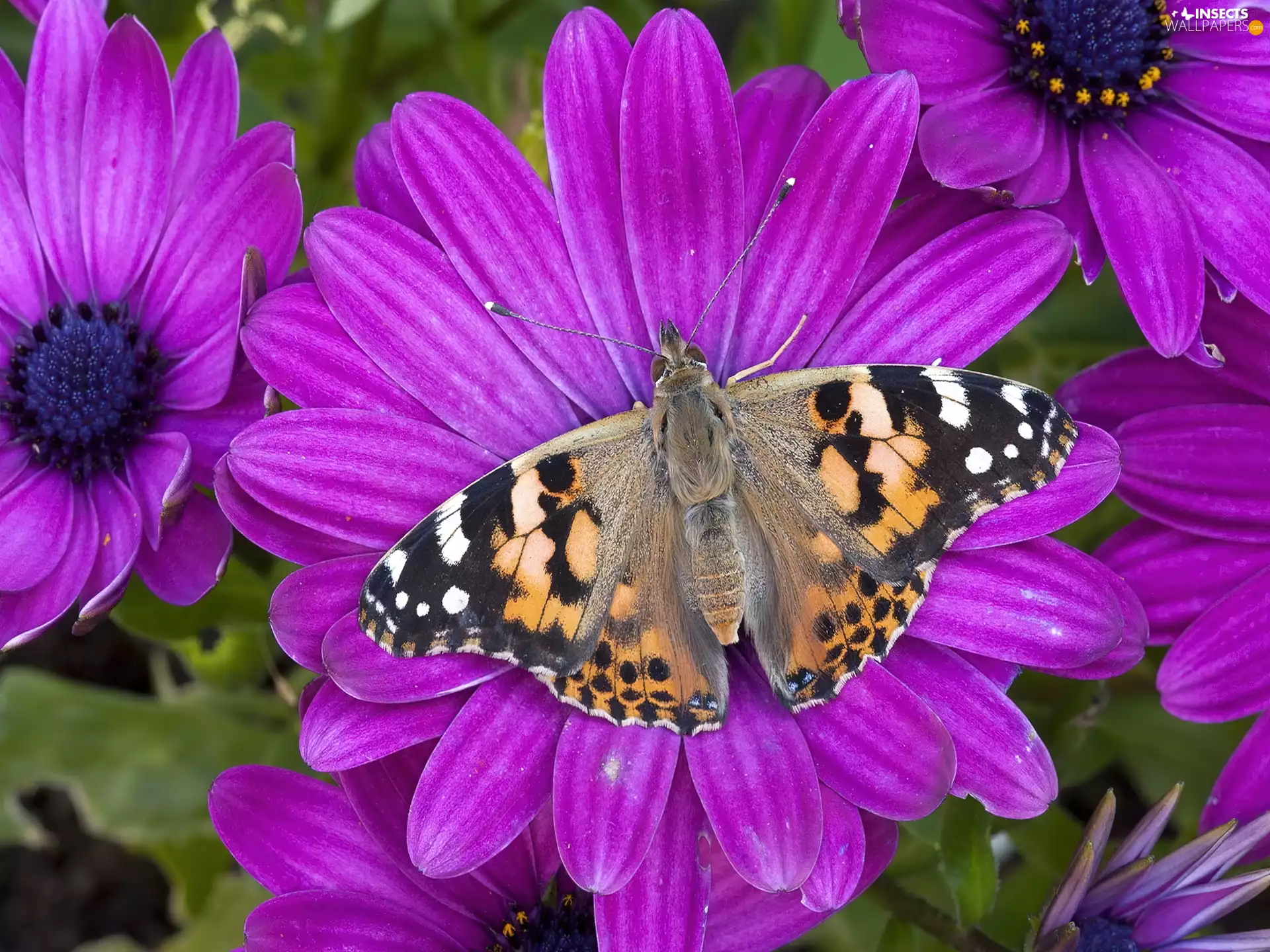 Flowers, butterfly, Purple