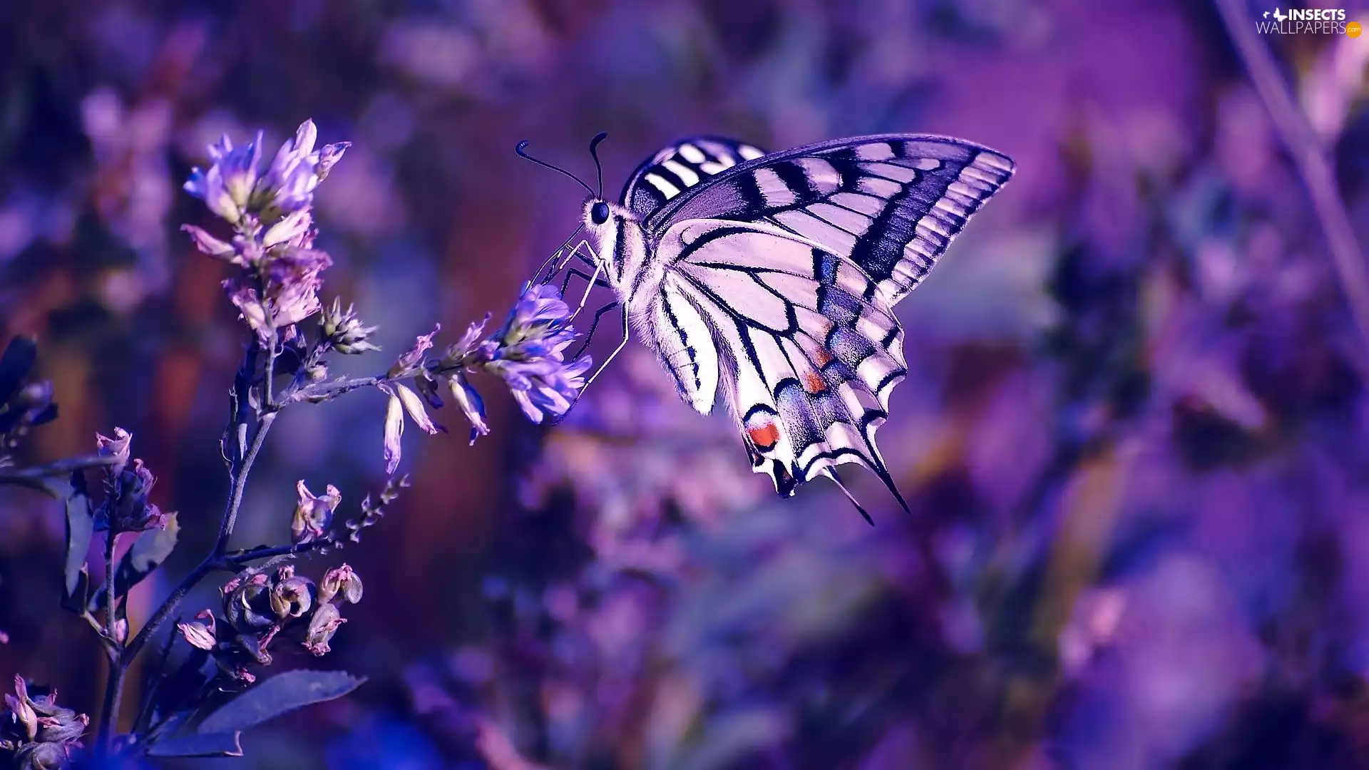 purple, butterfly, Colourfull Flowers