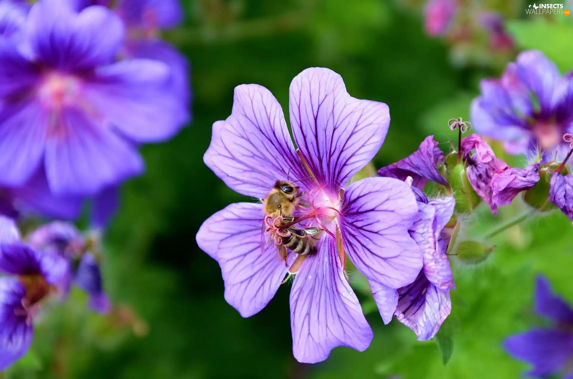 purple, bee, geranium, Flowers