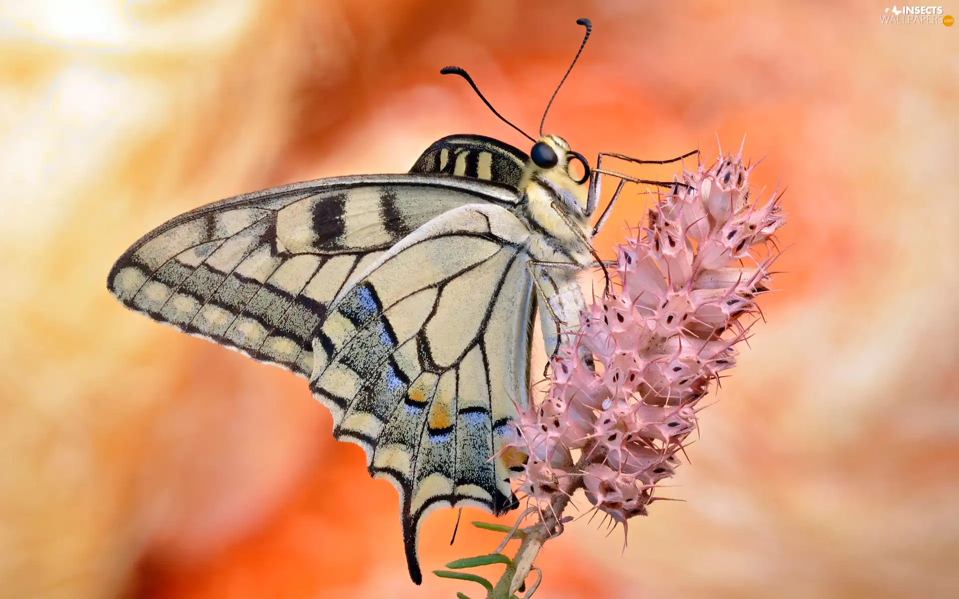 butterfly, Pink, Colourfull Flowers, Oct Queen