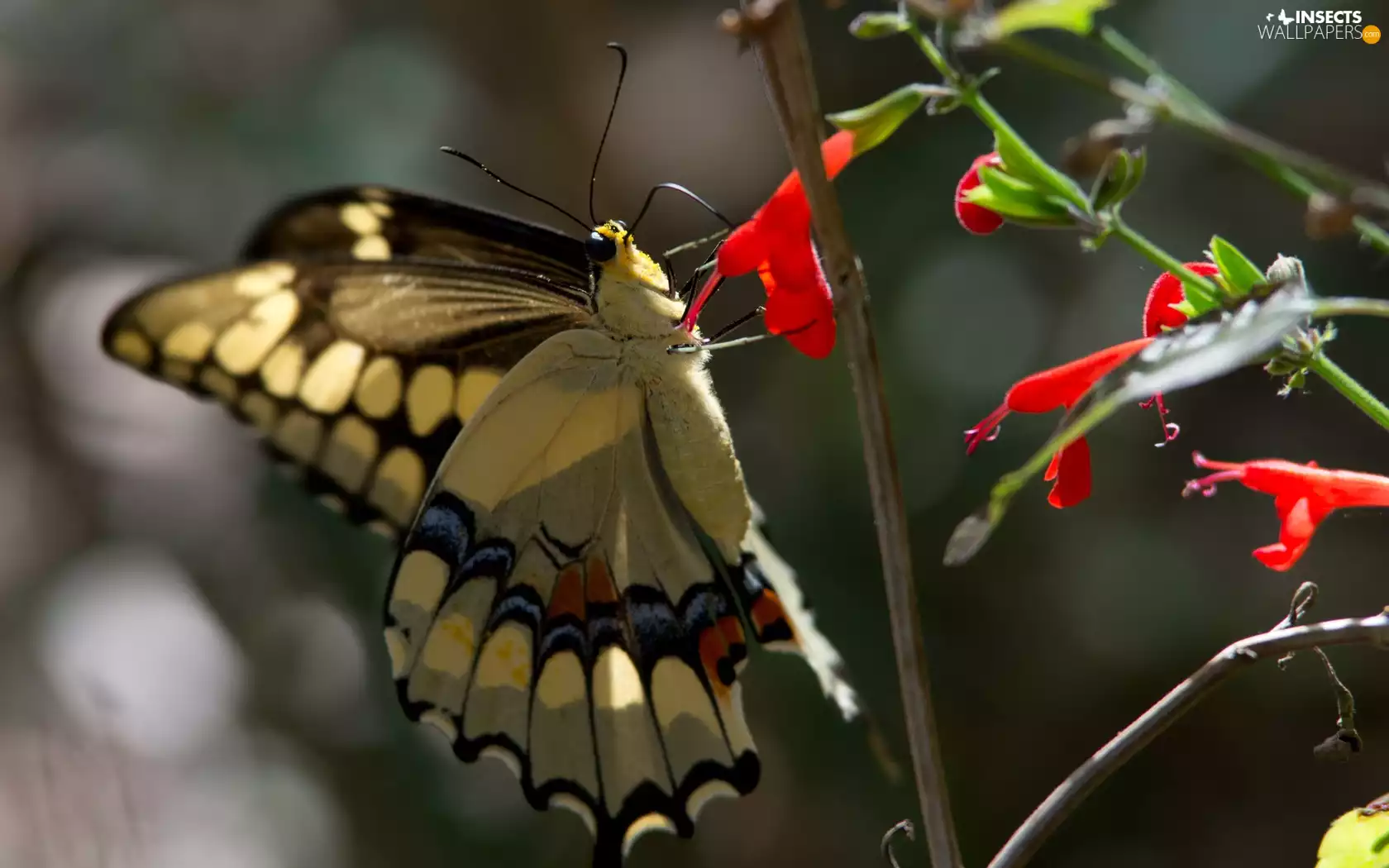 butterfly, Oct Queen, flowers, The herb, Red