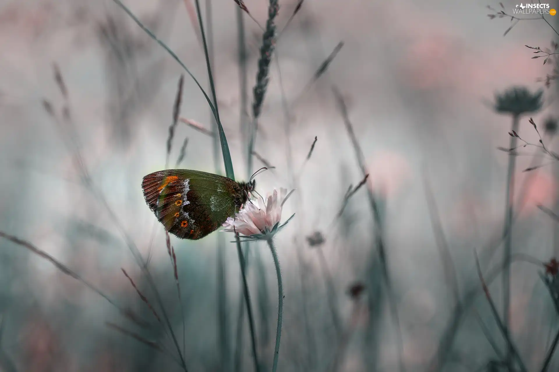 rapprochement, butterfly, Colourfull Flowers