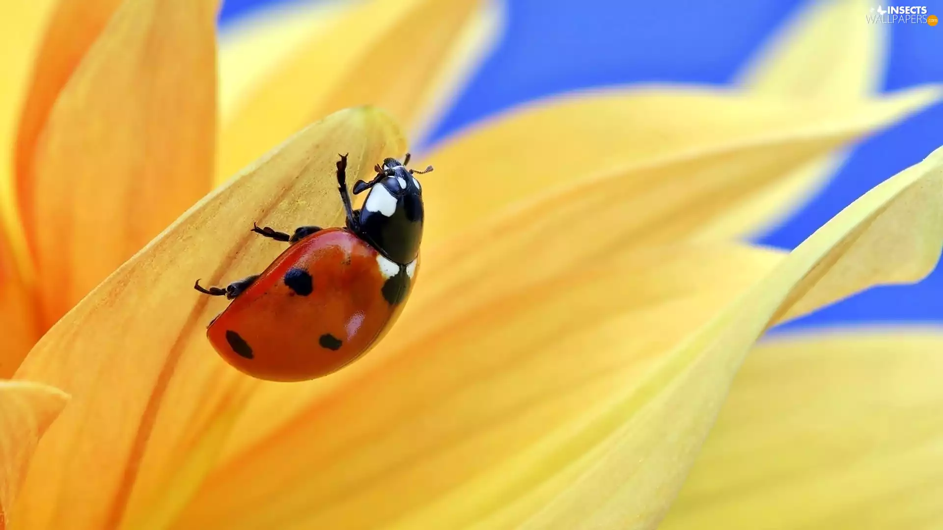 rapprochement, ladybird, Colourfull Flowers