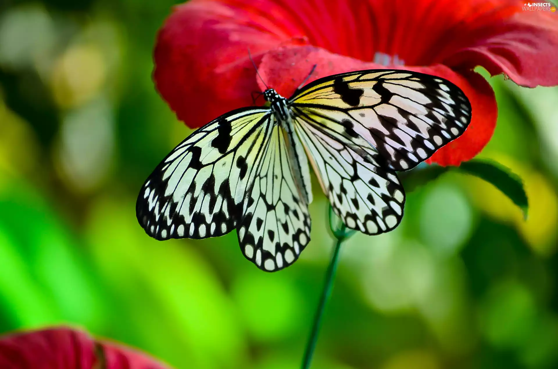 White, butterfly, Colourfull Flowers, black, Red