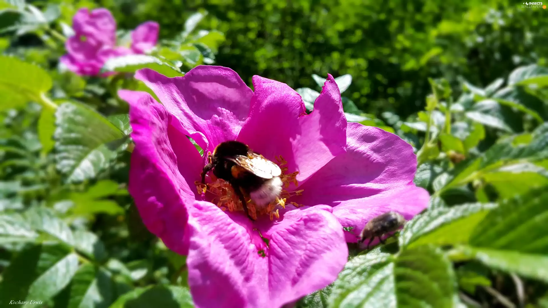 Colourfull Flowers, rose, dumbledor, wild