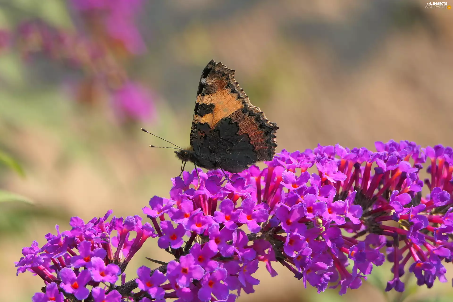 Colourfull Flowers, Small Tortoiseshell, butterfly